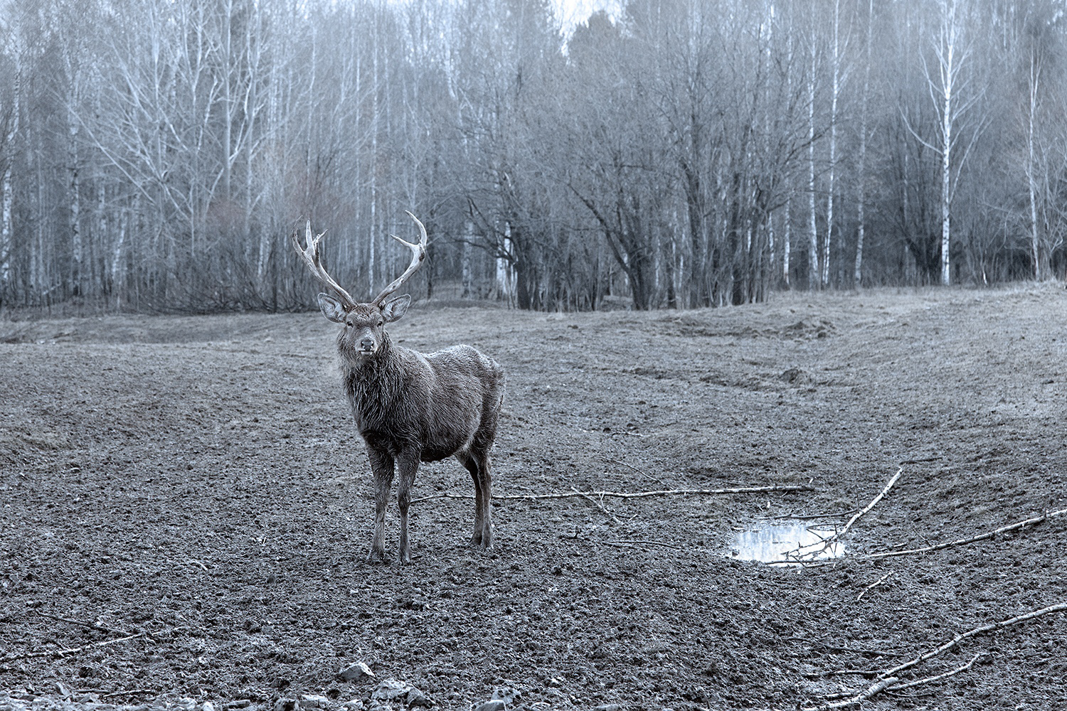 Профессиональный снимок морозного оленя