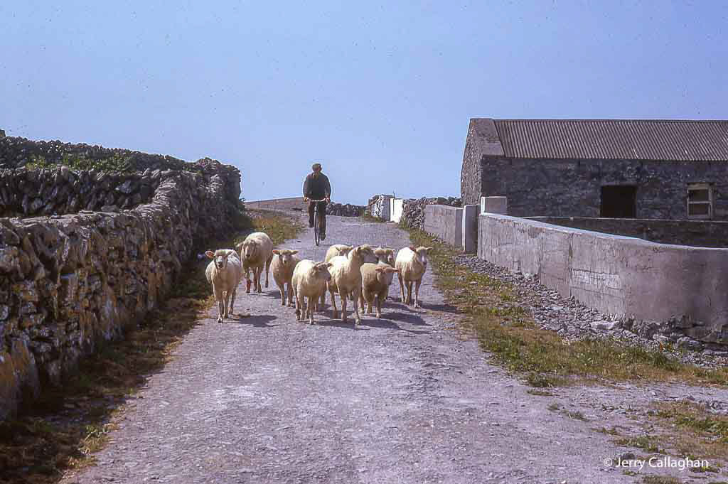 Tending the flock Inishmaan Aran Islands Ireland