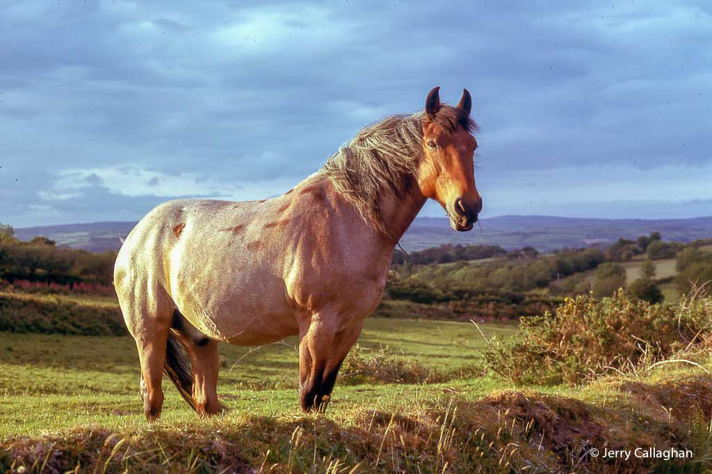 Ireland