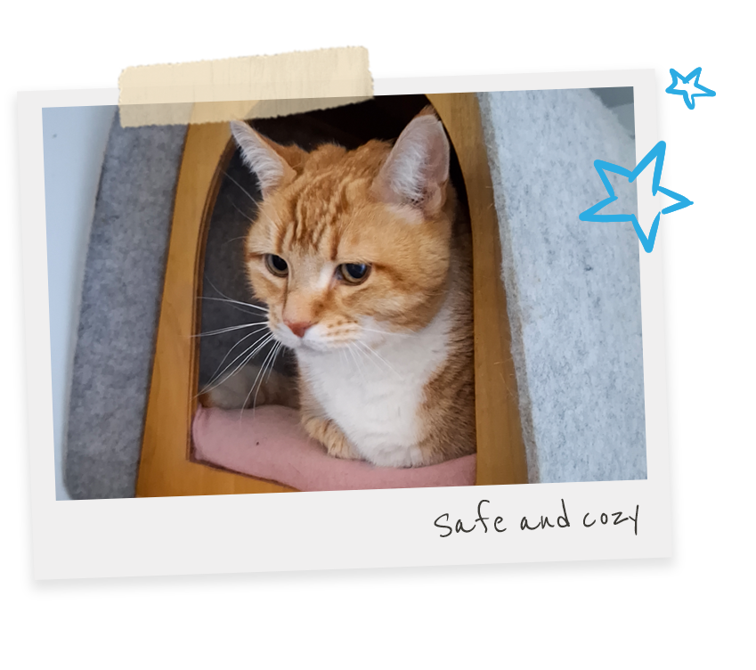 Image of a tan and white cat sitting inside a cat bed looking calm and content.