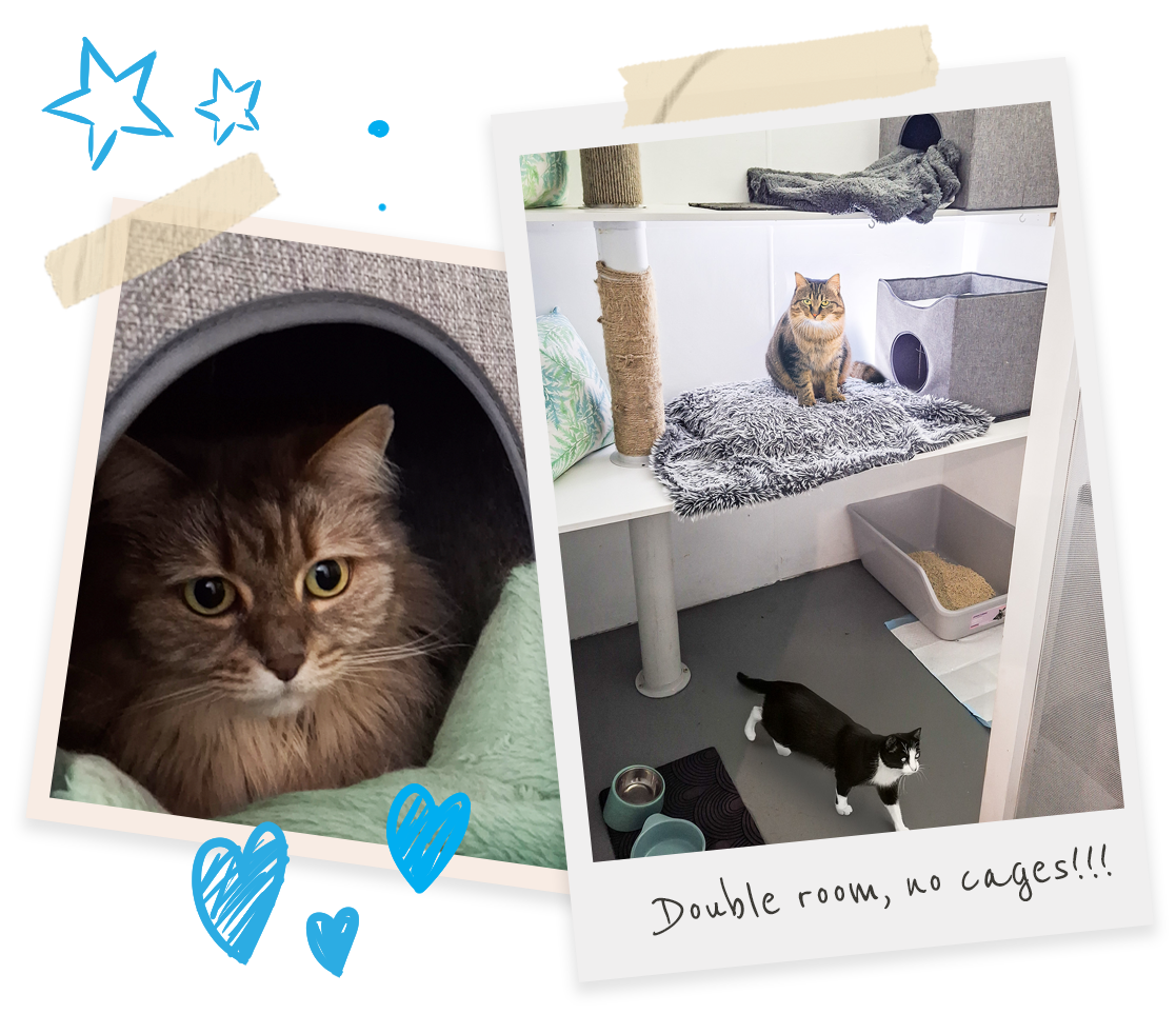 Images of cats staying at the Cat and Kim Cat Motel. One image is of a content cat peering out of an enclosed cat bed with a soft blanket.  The other image is of a double room and there are no cages.