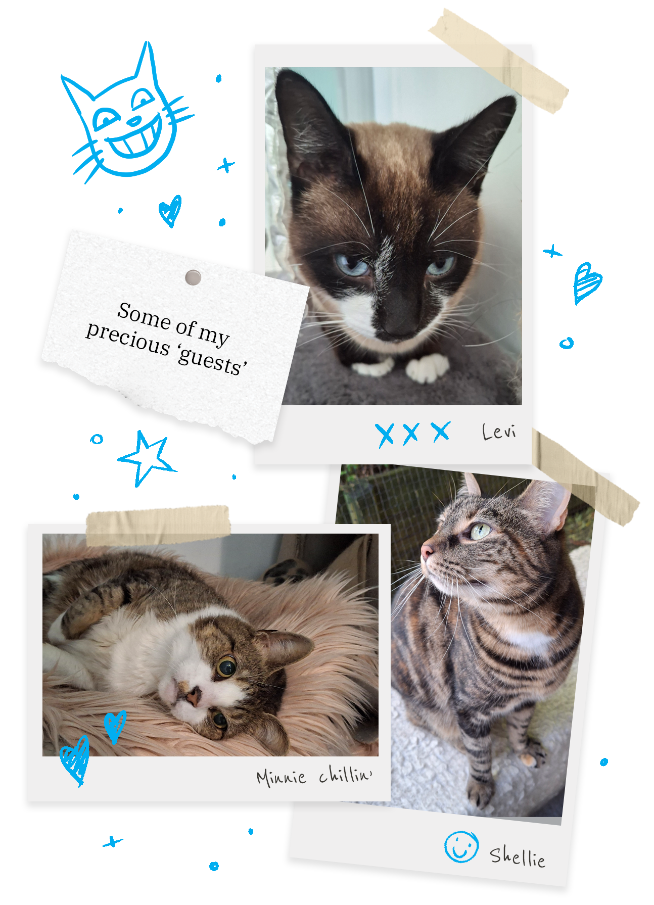 Photos of three cats staying at Cat and Kim Cat Motel.  Their names are Levi, Minnie and Shellie.