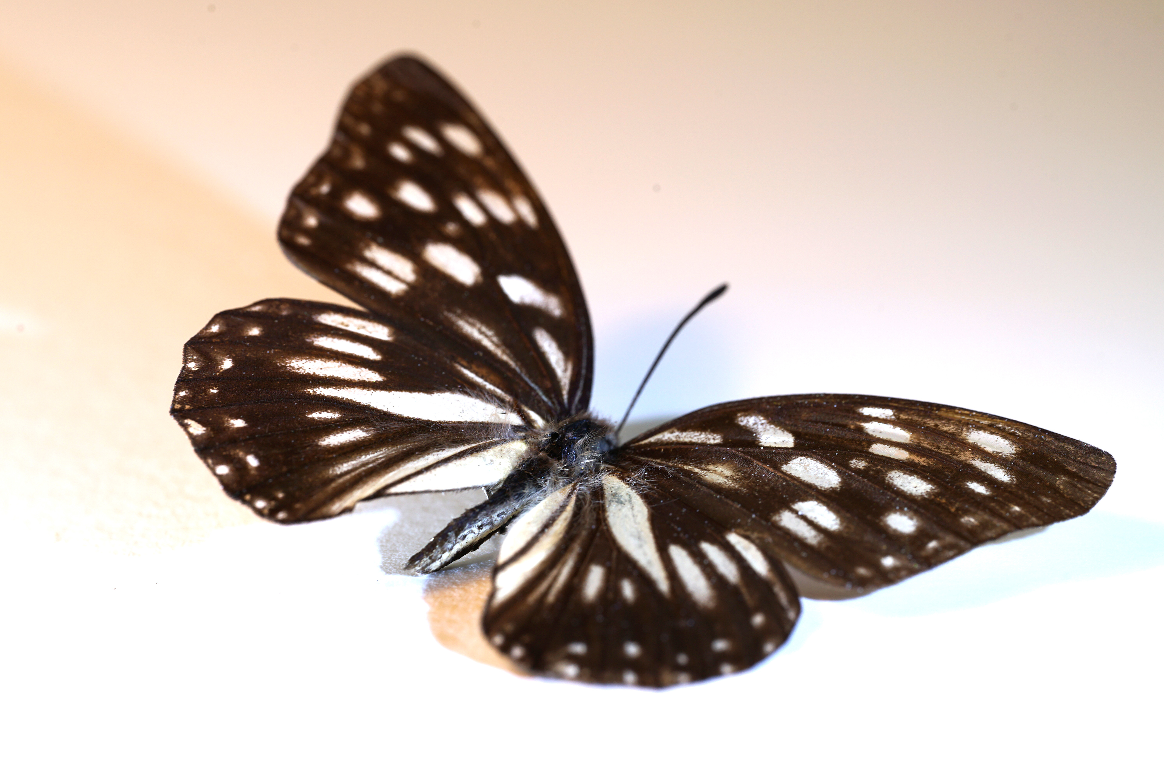 Blue Tiger Butterfly 3