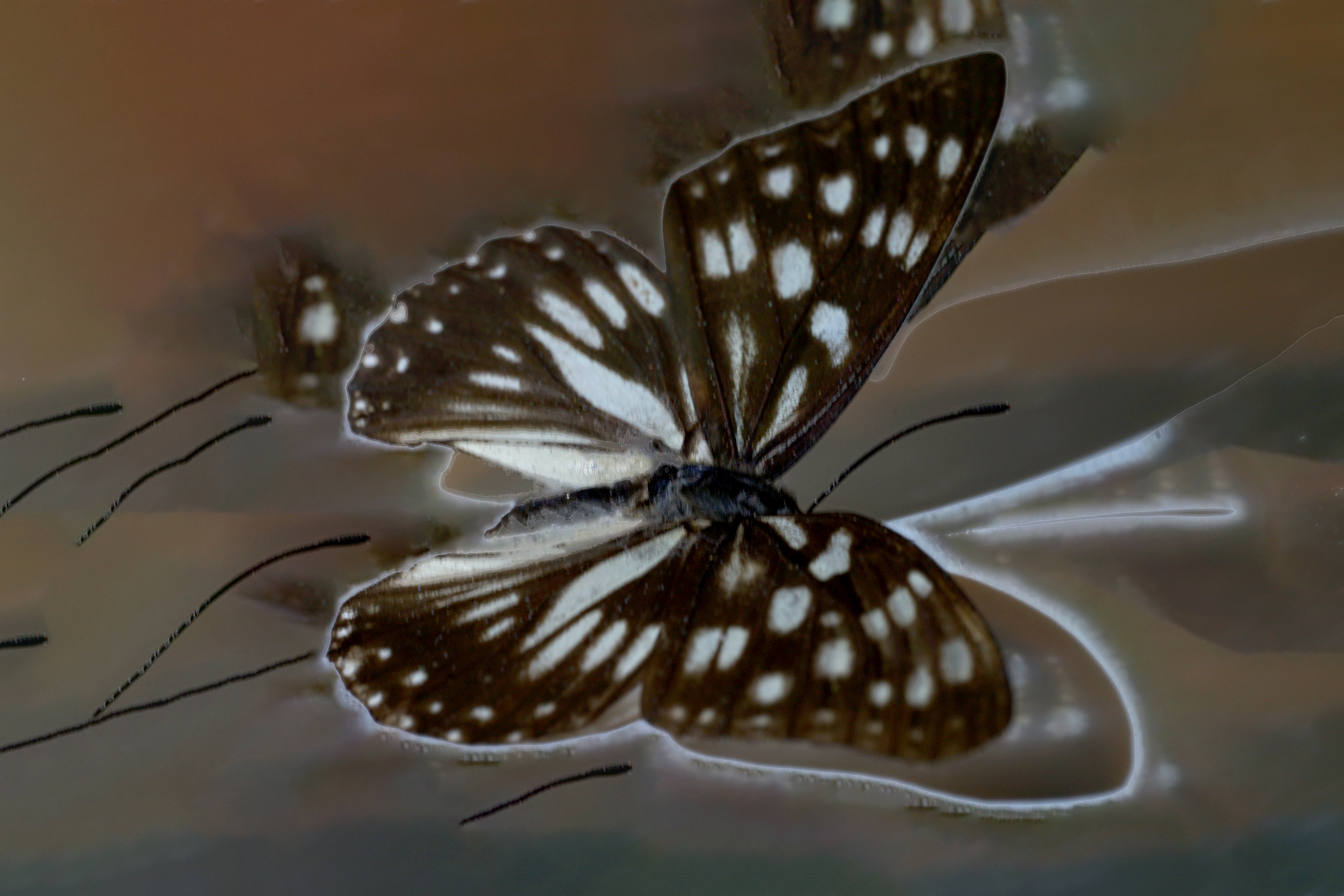 Blue Tiger Butterfly effect