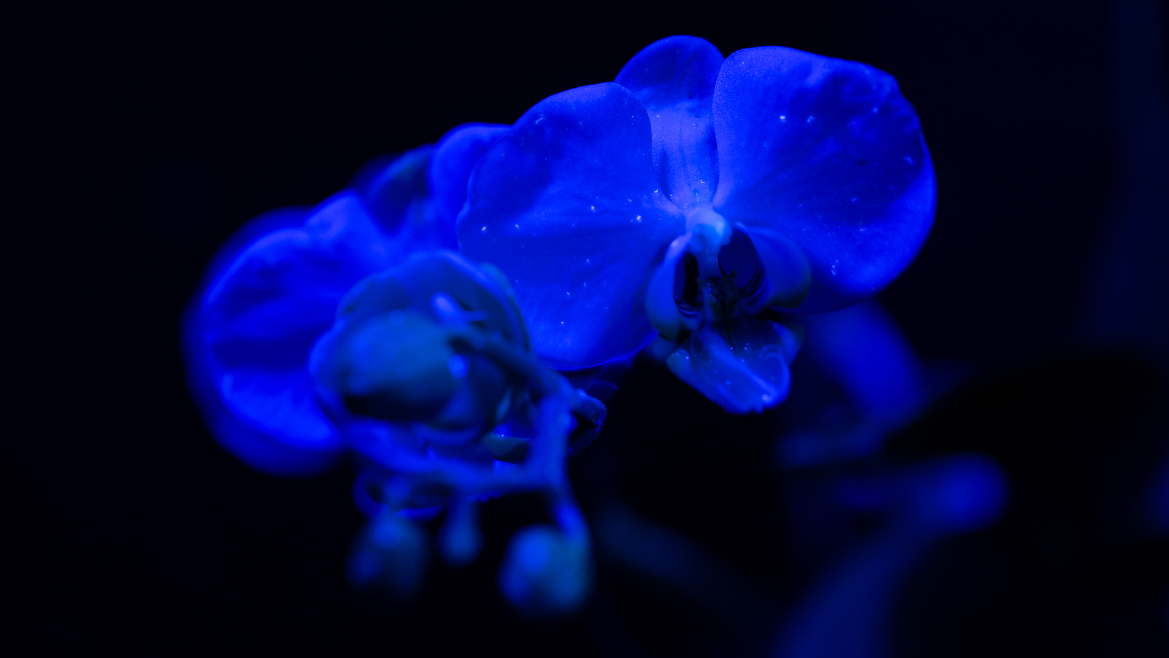 White Orchid Large UV Ivf Light  