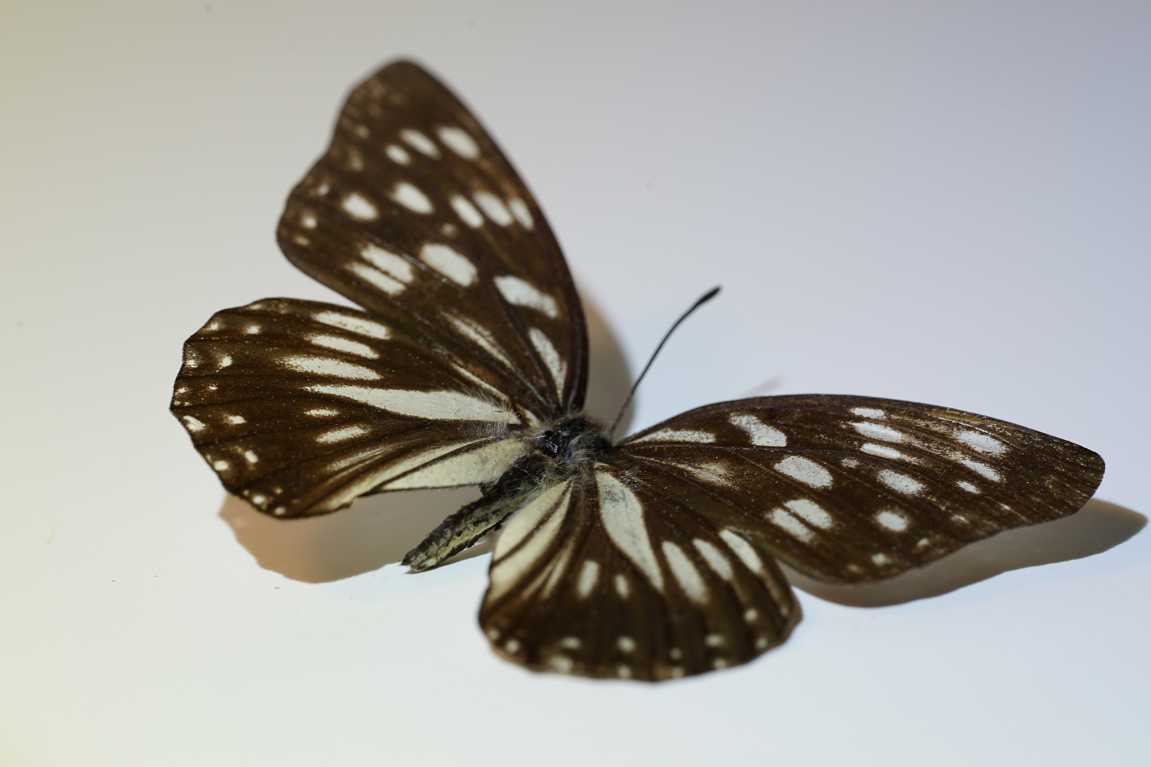 Blue Tiger Butterfly UV IVF