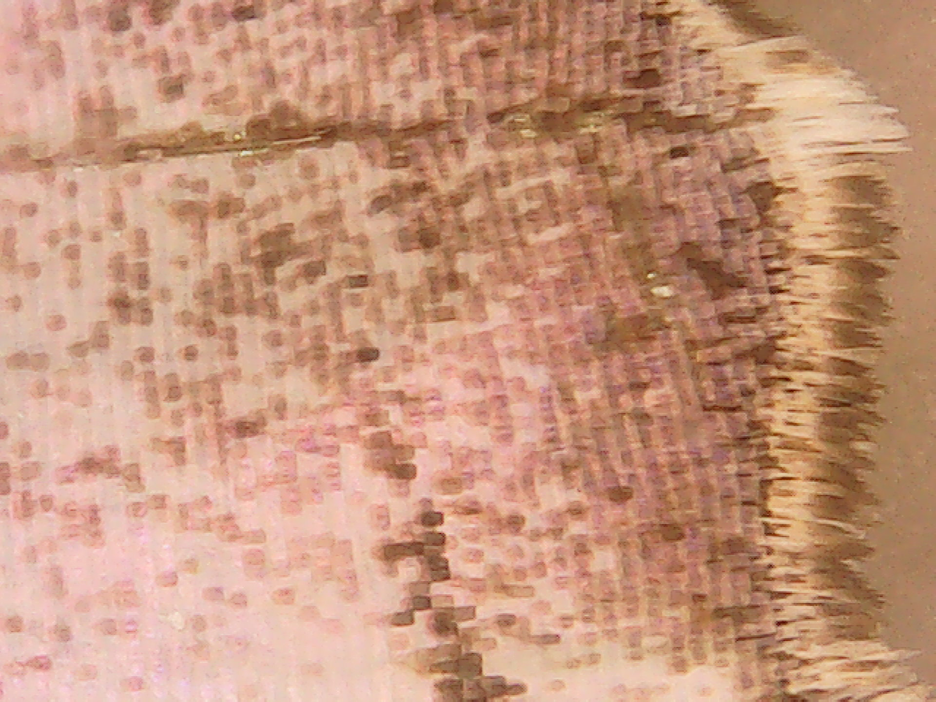Mother of Perl Butterfly wing macro 