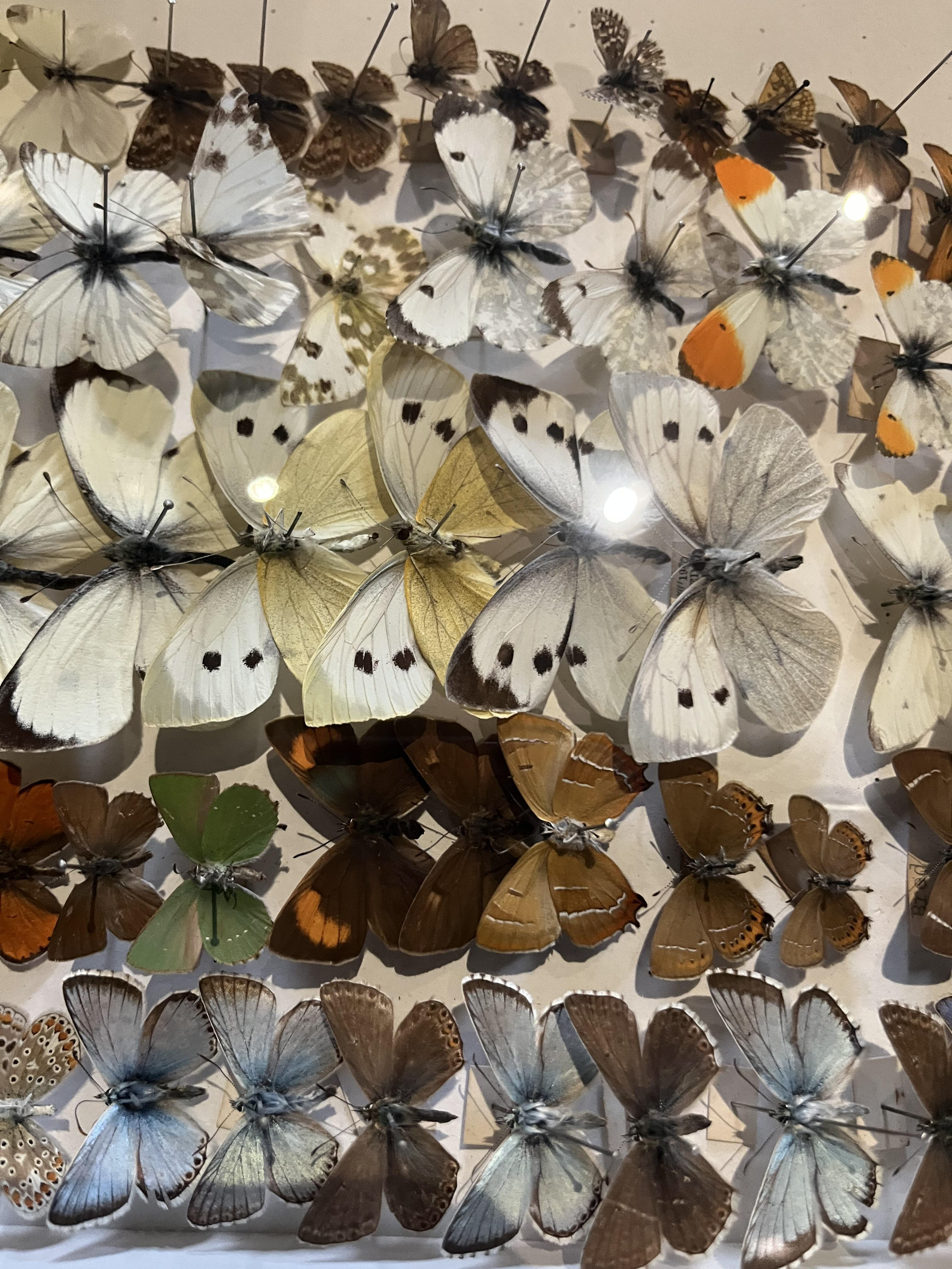 Stroud Museum Butterfly Collection 1960 -1990
