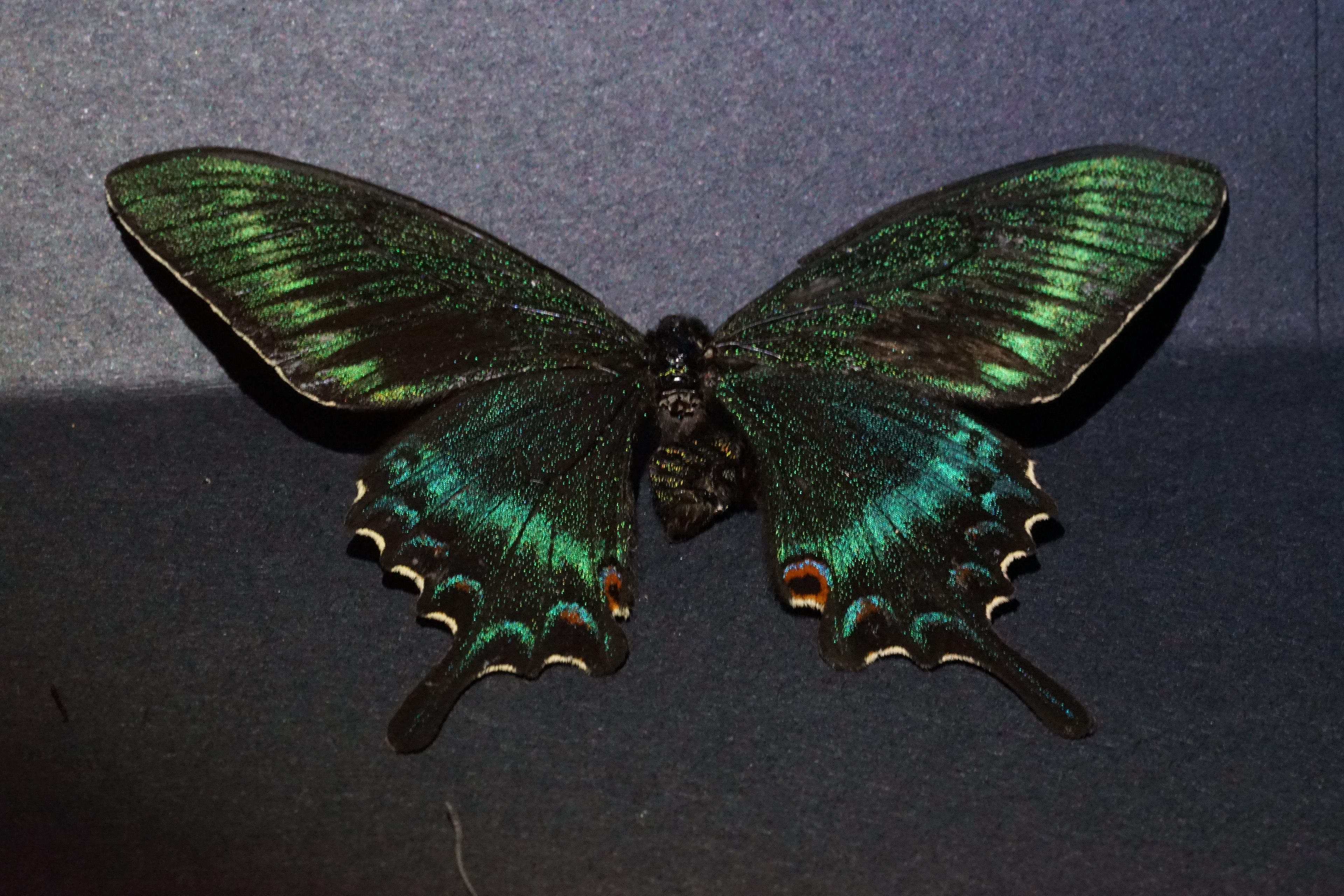 Black Alpine Swallowtail/ Normal Human vision