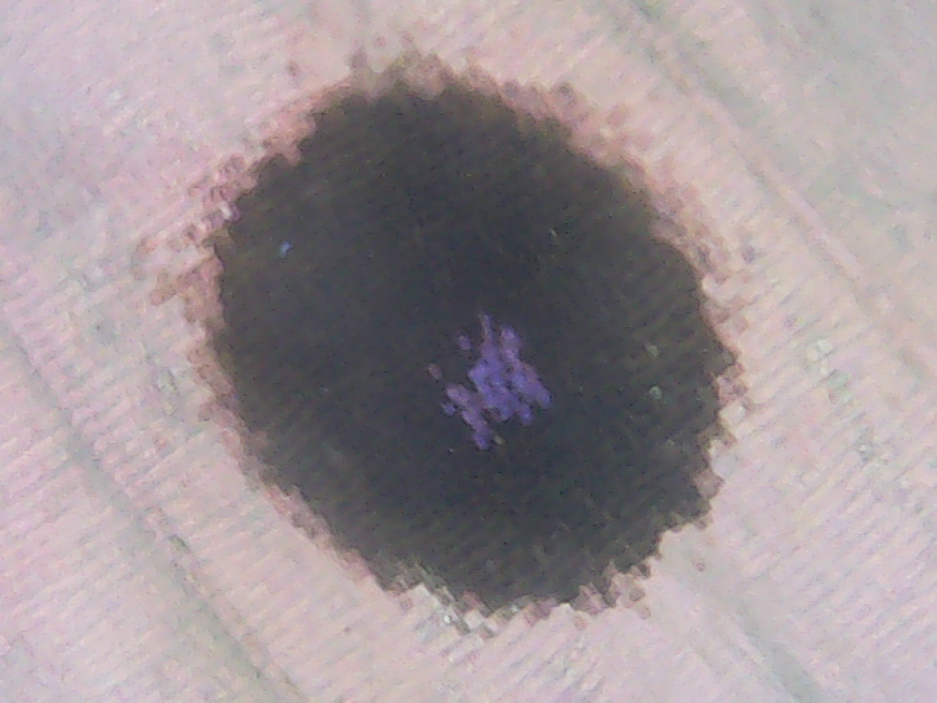 Mother of Perl Butterfly spot macro 