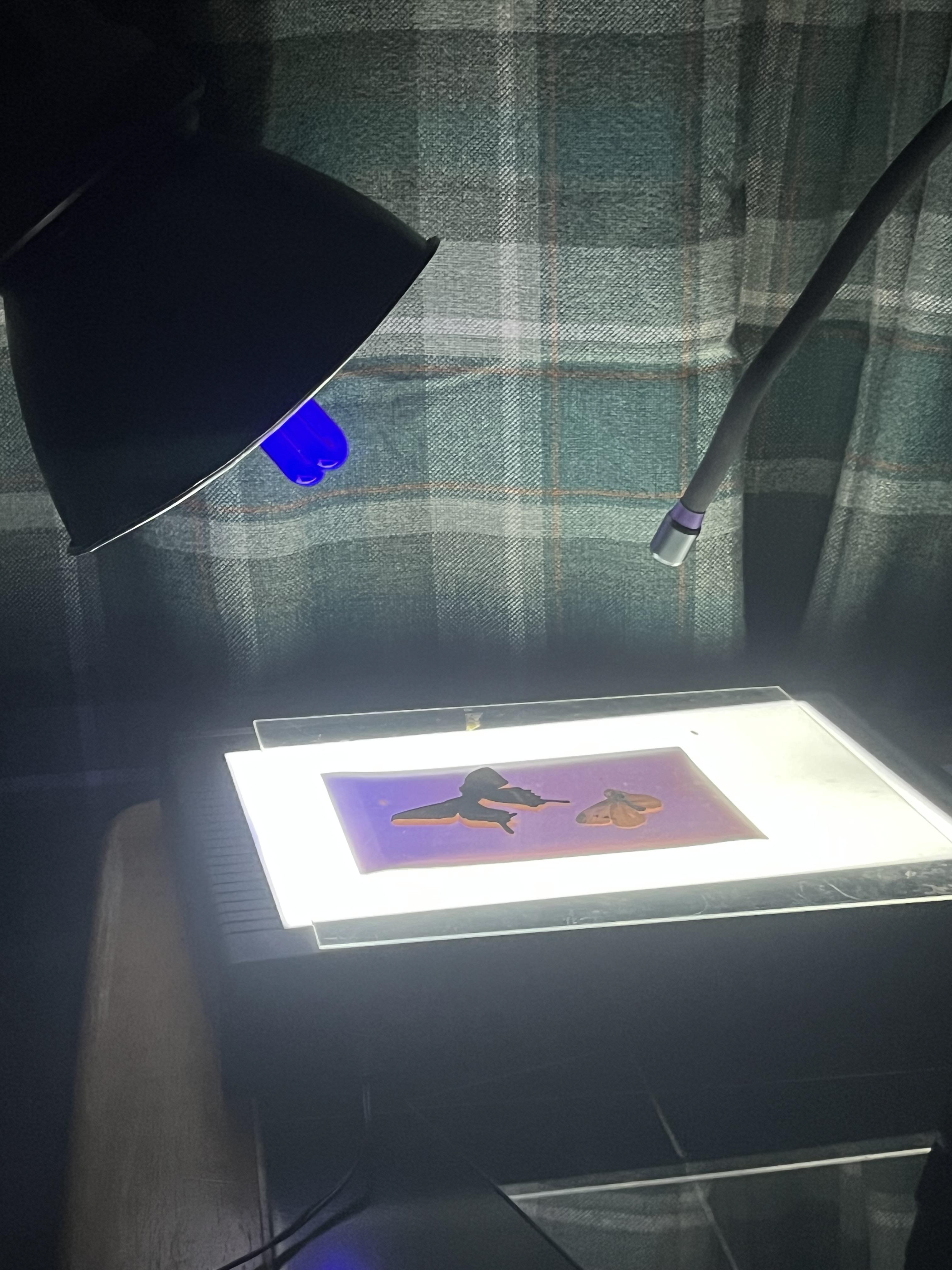Making a sun print using my 2 uv lights and a light box 