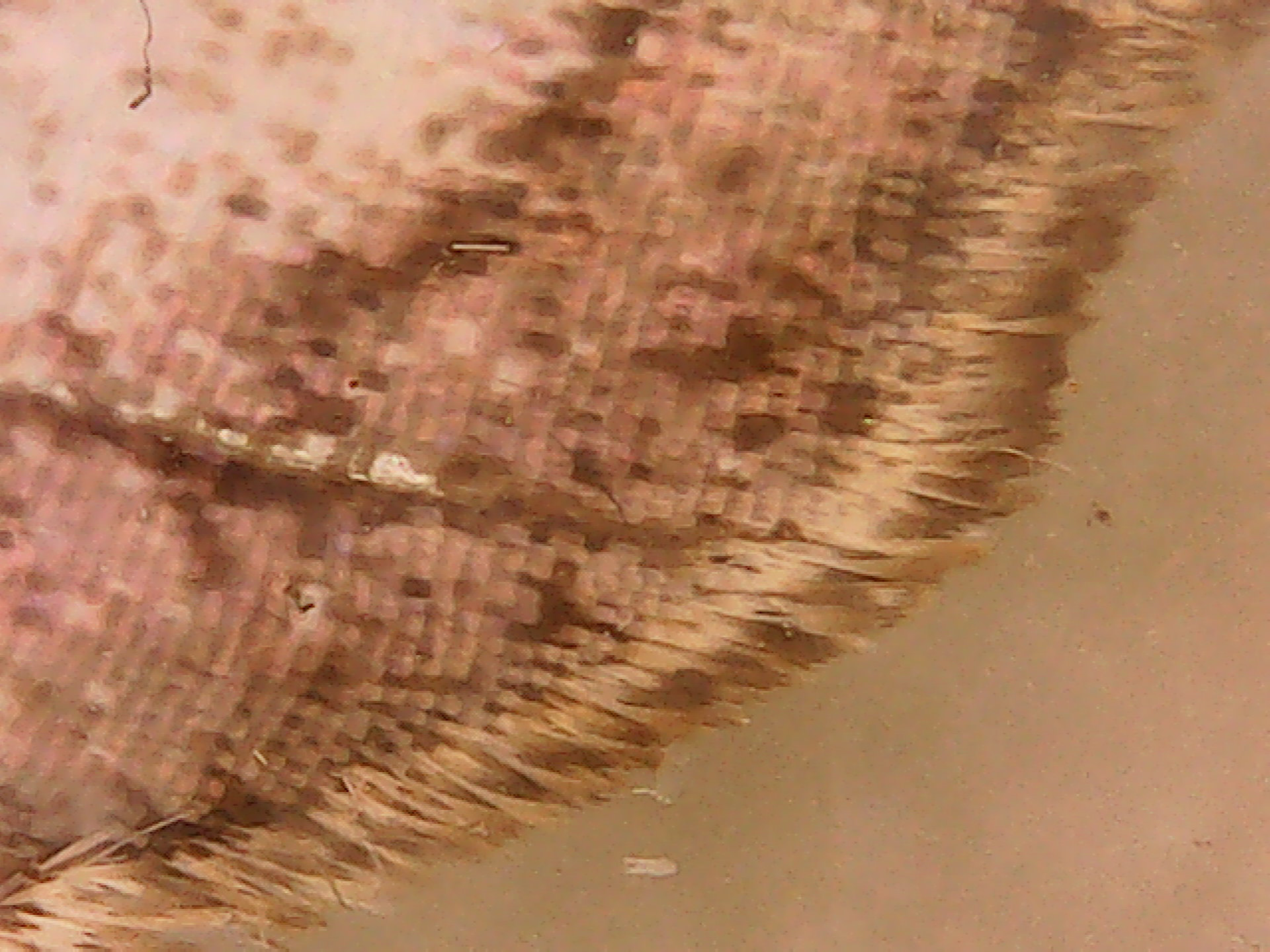 Mother of Perl Butterfly wing macro 