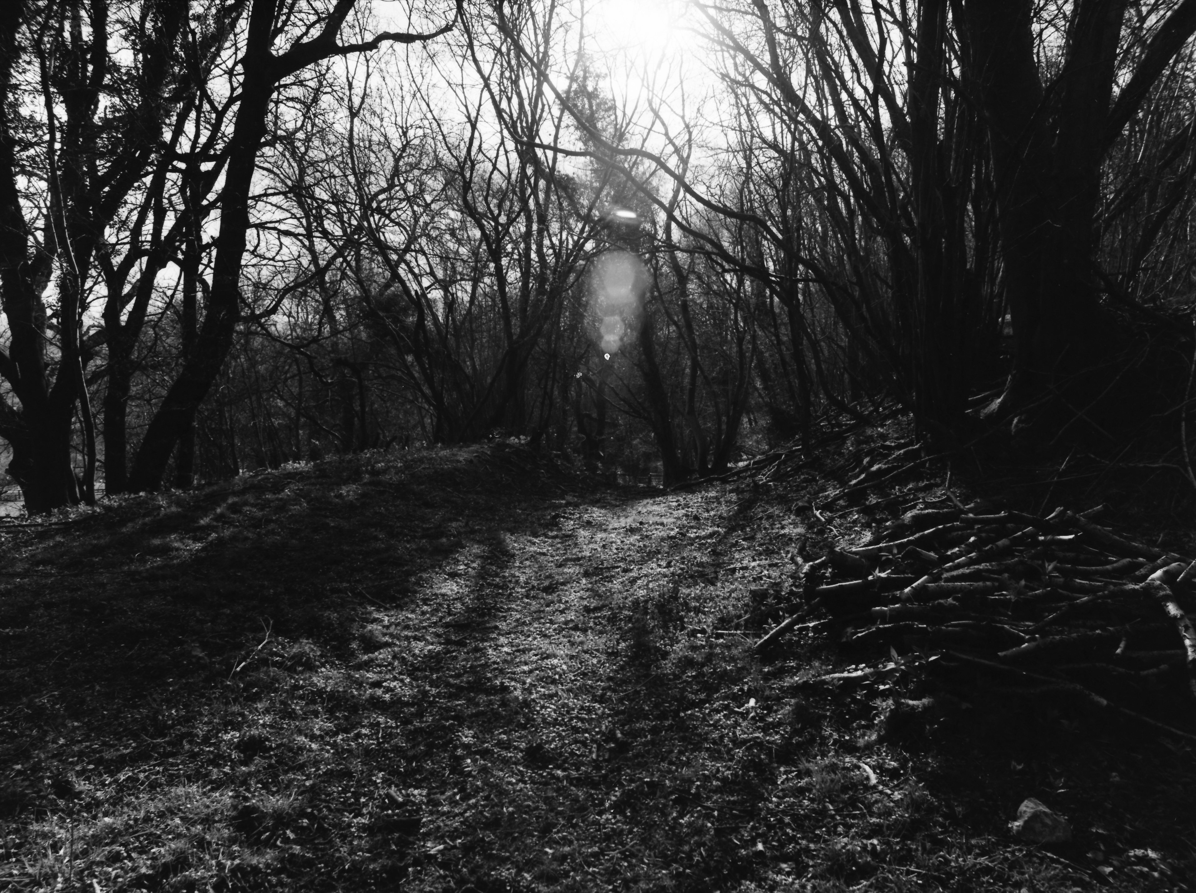 Prestbury reserve med format images woods- infrared film