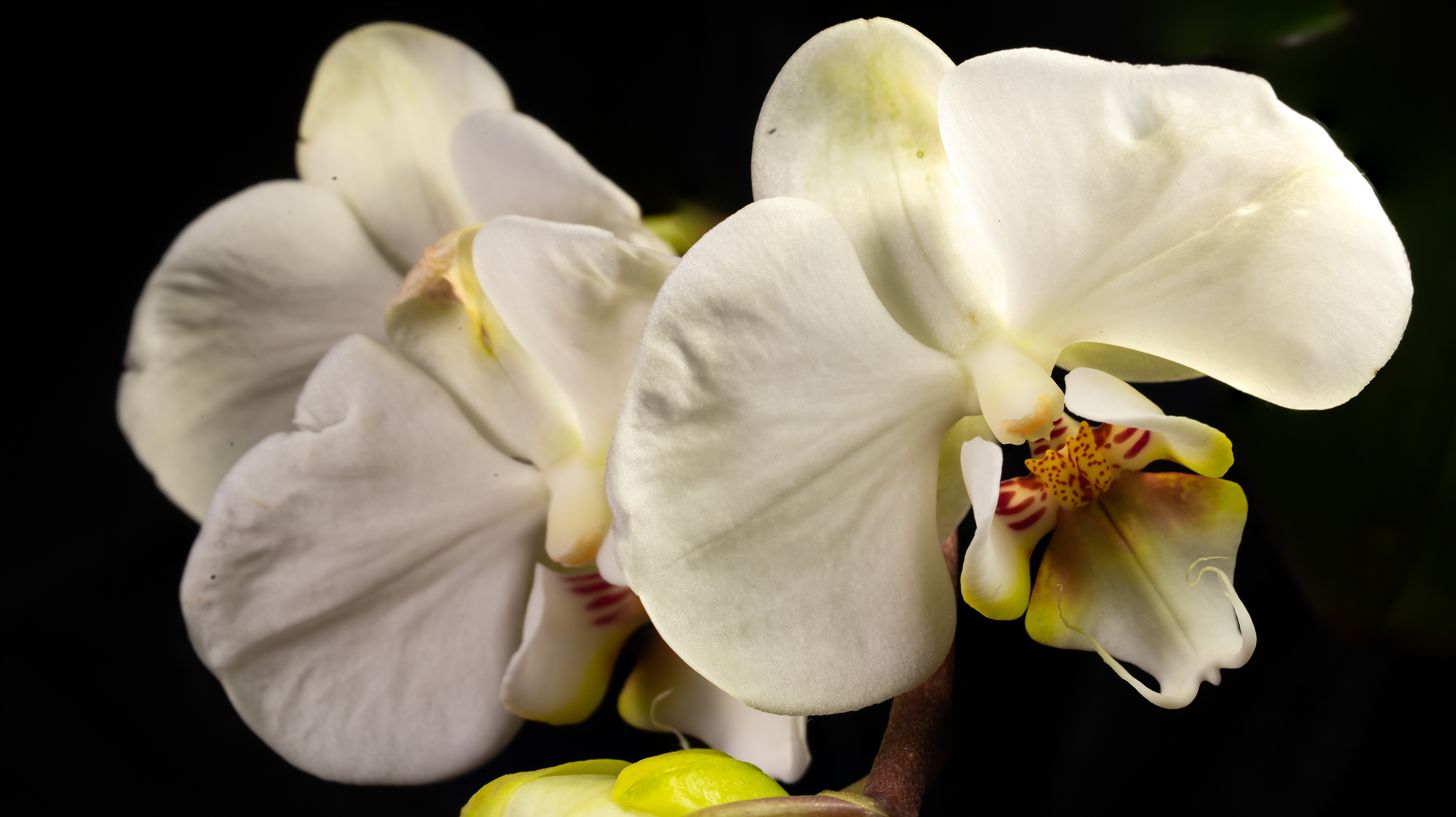 White Orchid Large Normal Light