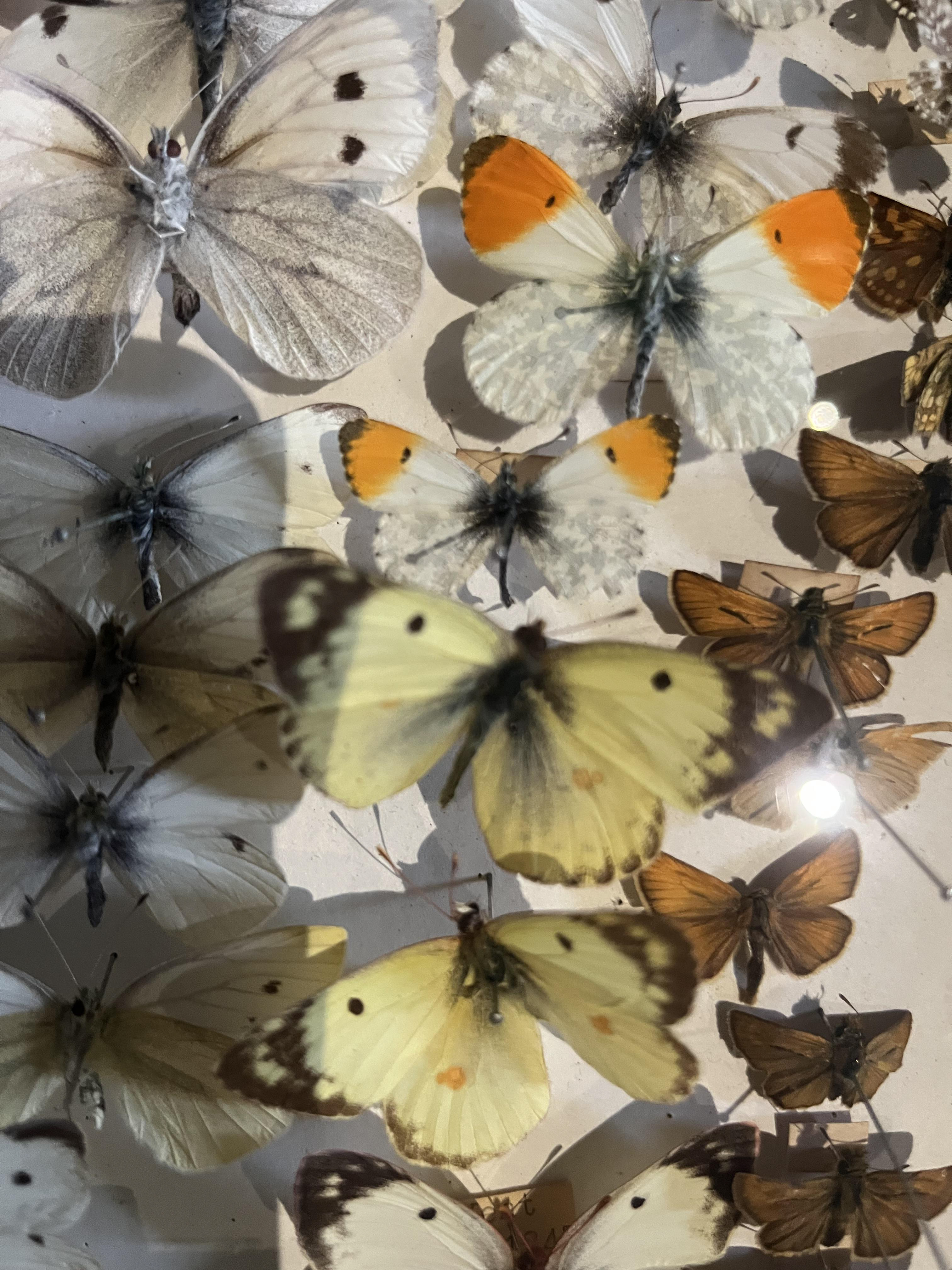 Stroud Museum Butterfly Collection 1960 -1990