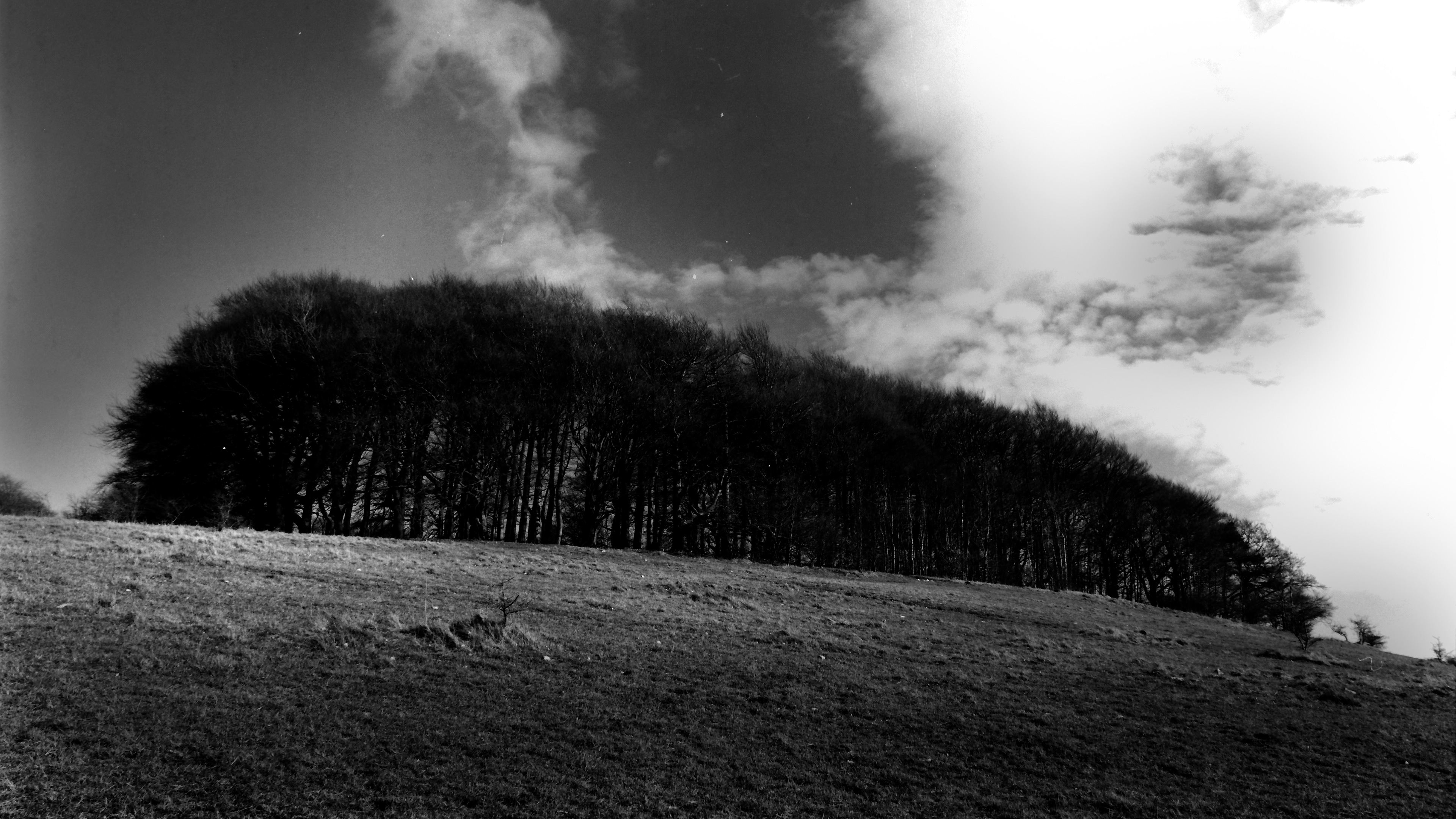 Prestbury reserve med format images forest- infrared film