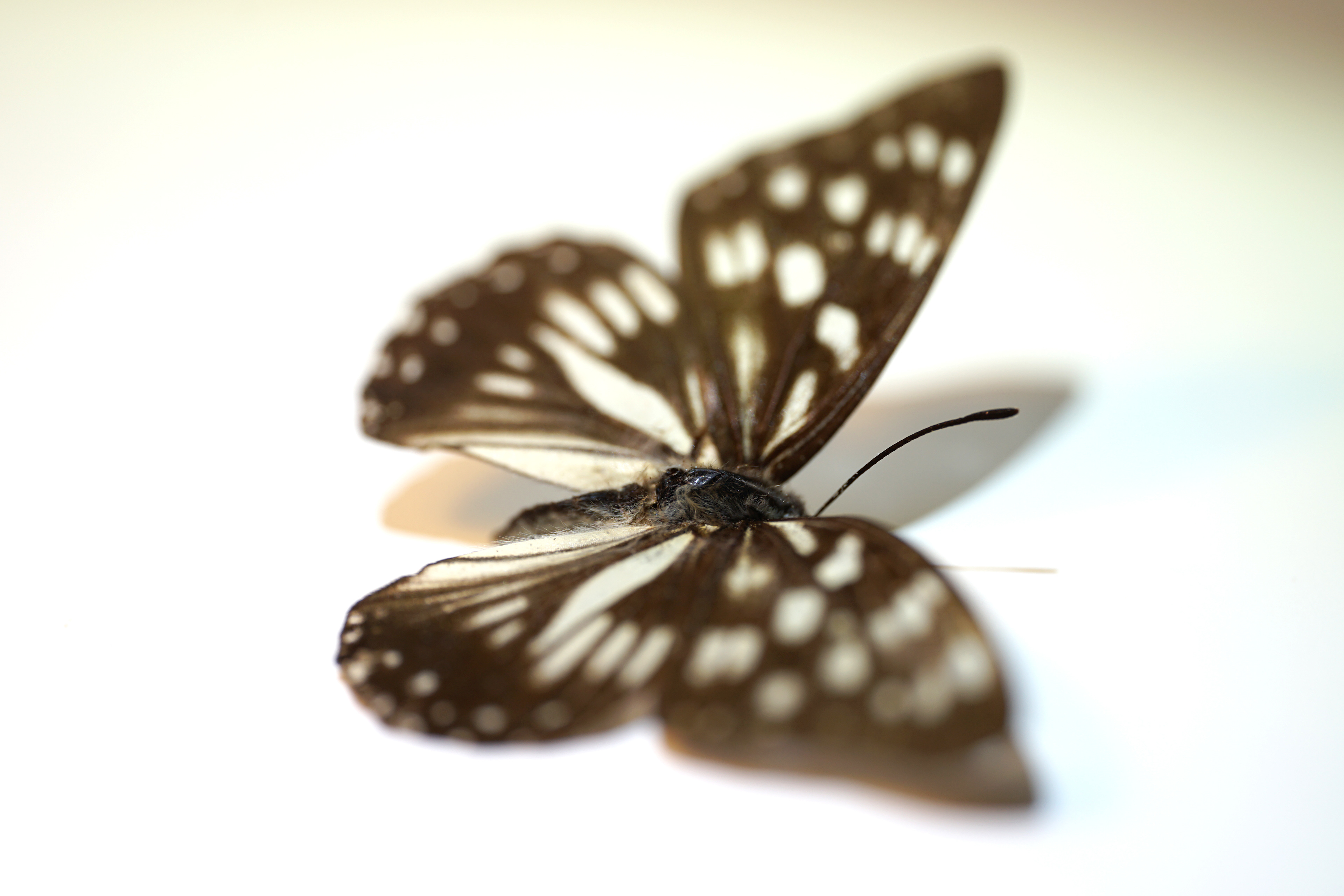 Blue Tiger Butterfly  2