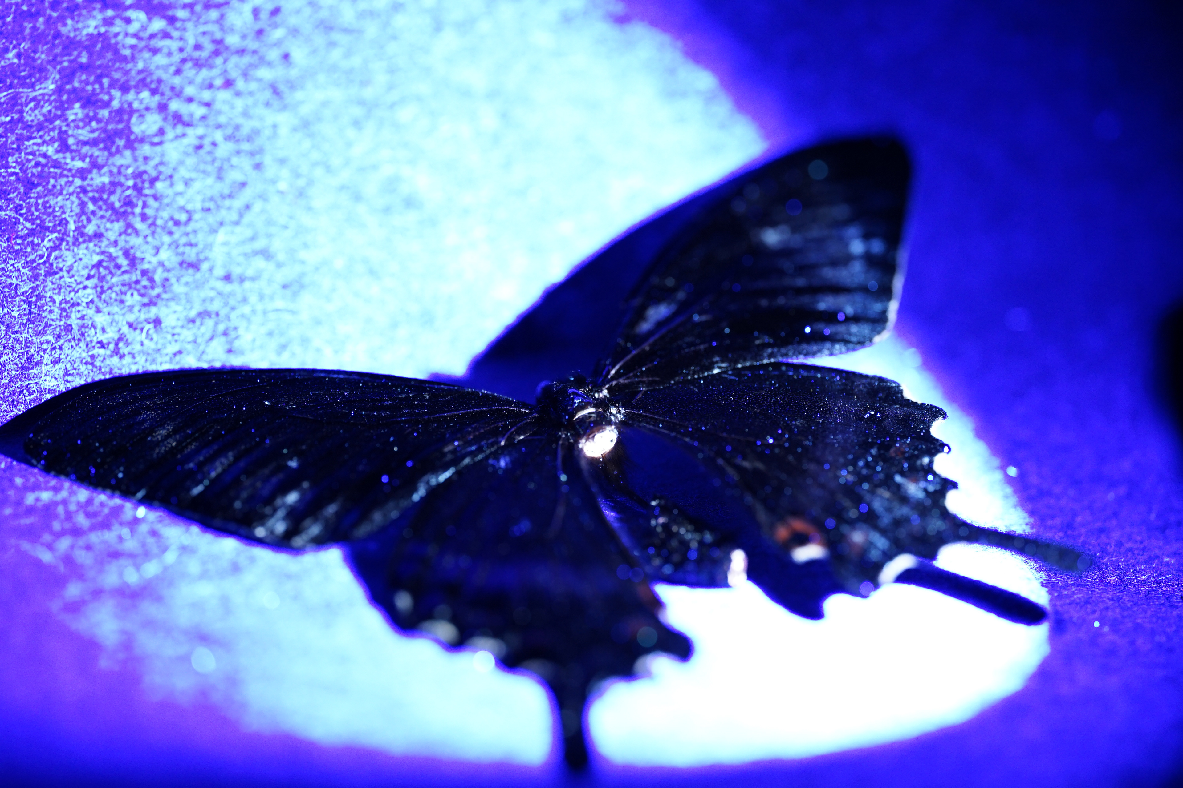 Black Alpine Swallowtail/ /UV IVF Image 