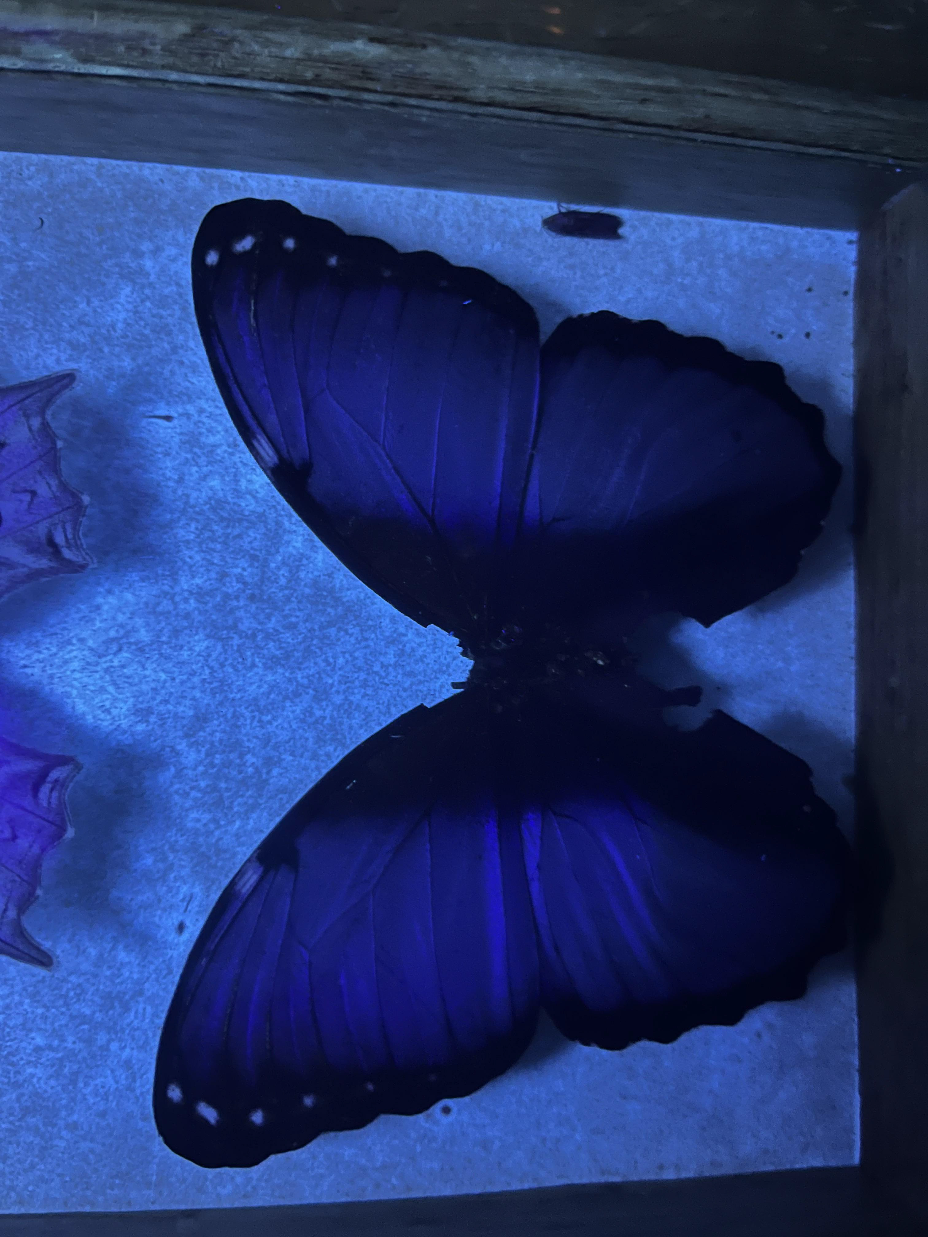 Blue morpho uv lightuvlight 