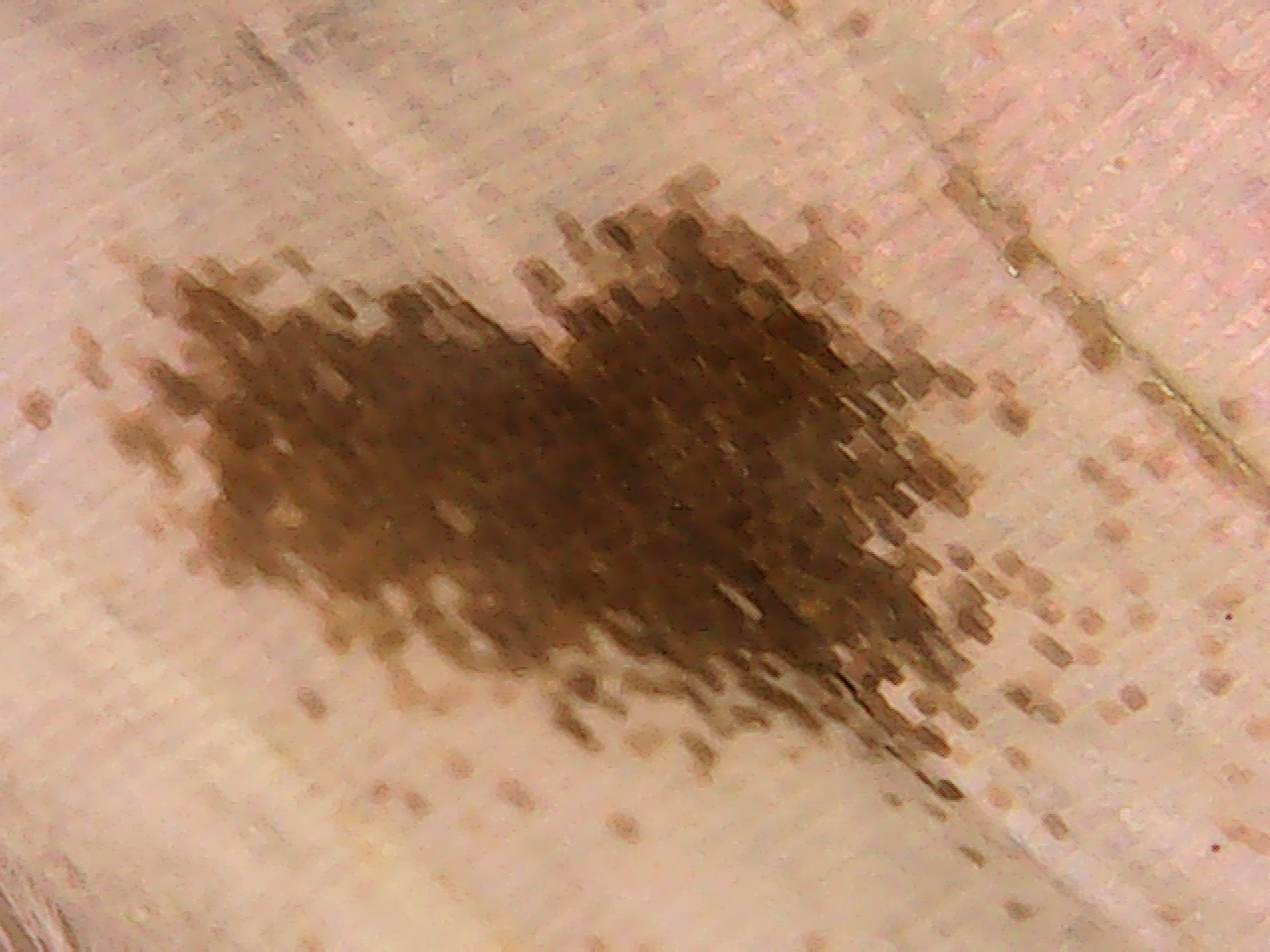 Mother of Perl Butterfly wing macro 