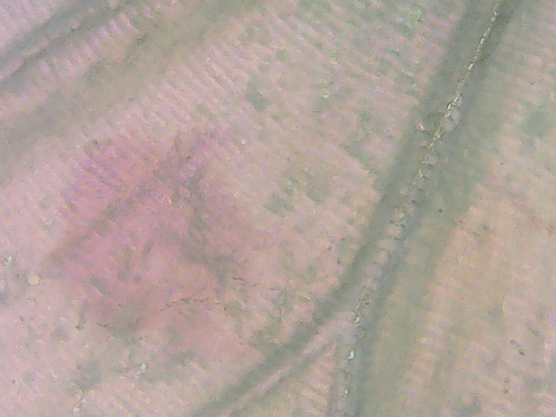 Mother of Perl Butterfly wing macro 