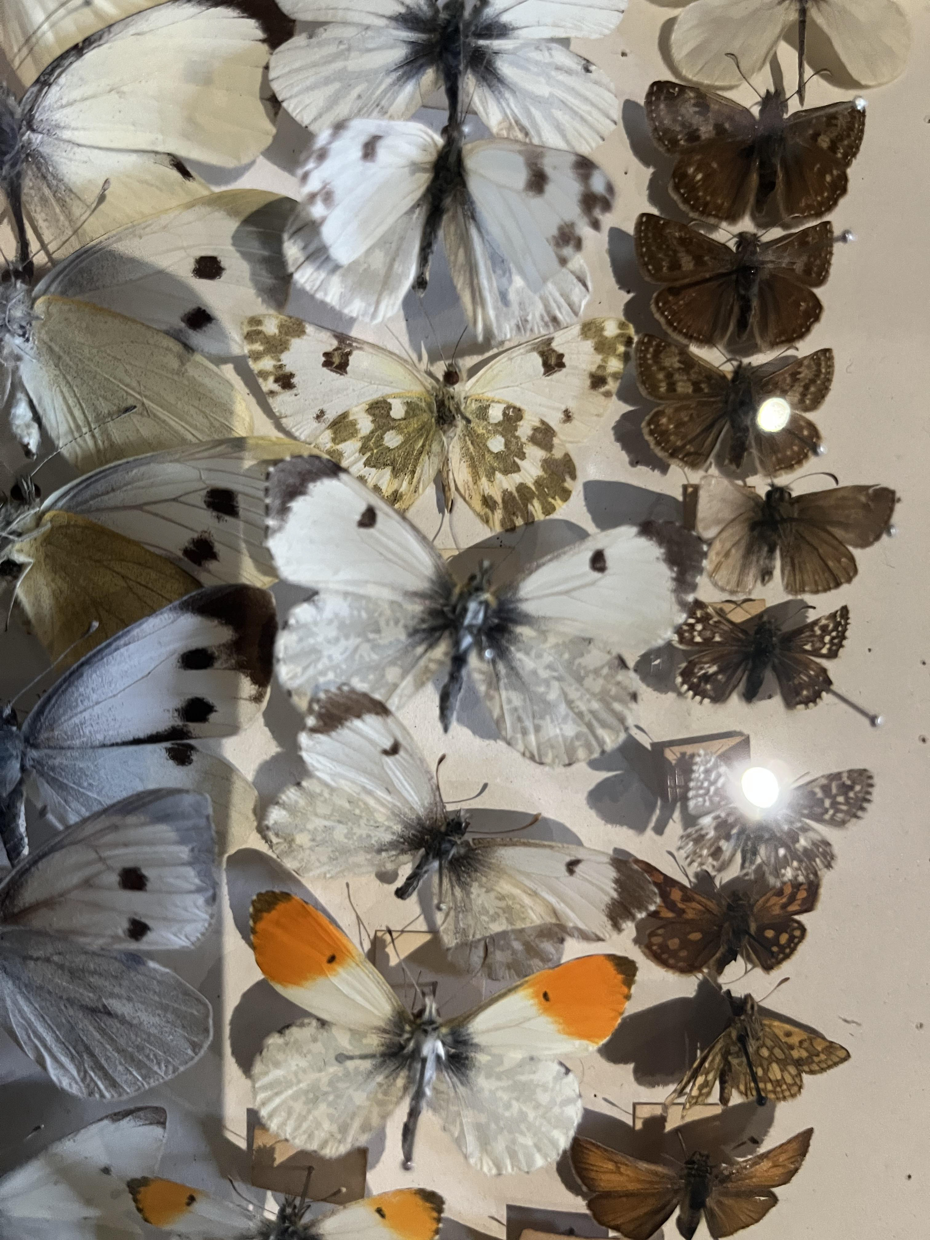 Stroud Museum Butterfly Collection 1960 -1990