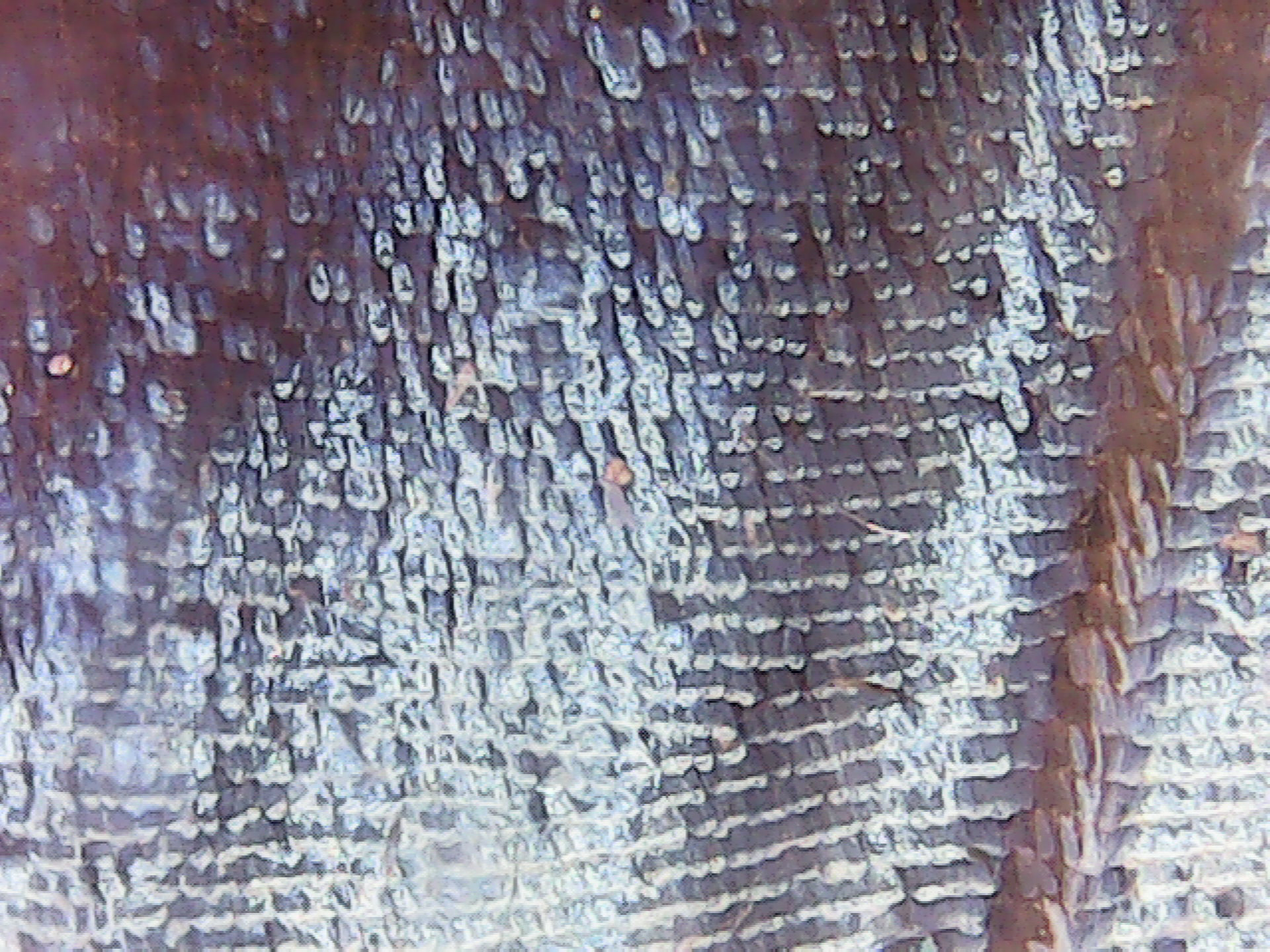 scales of butterfly wings Morpho Blue