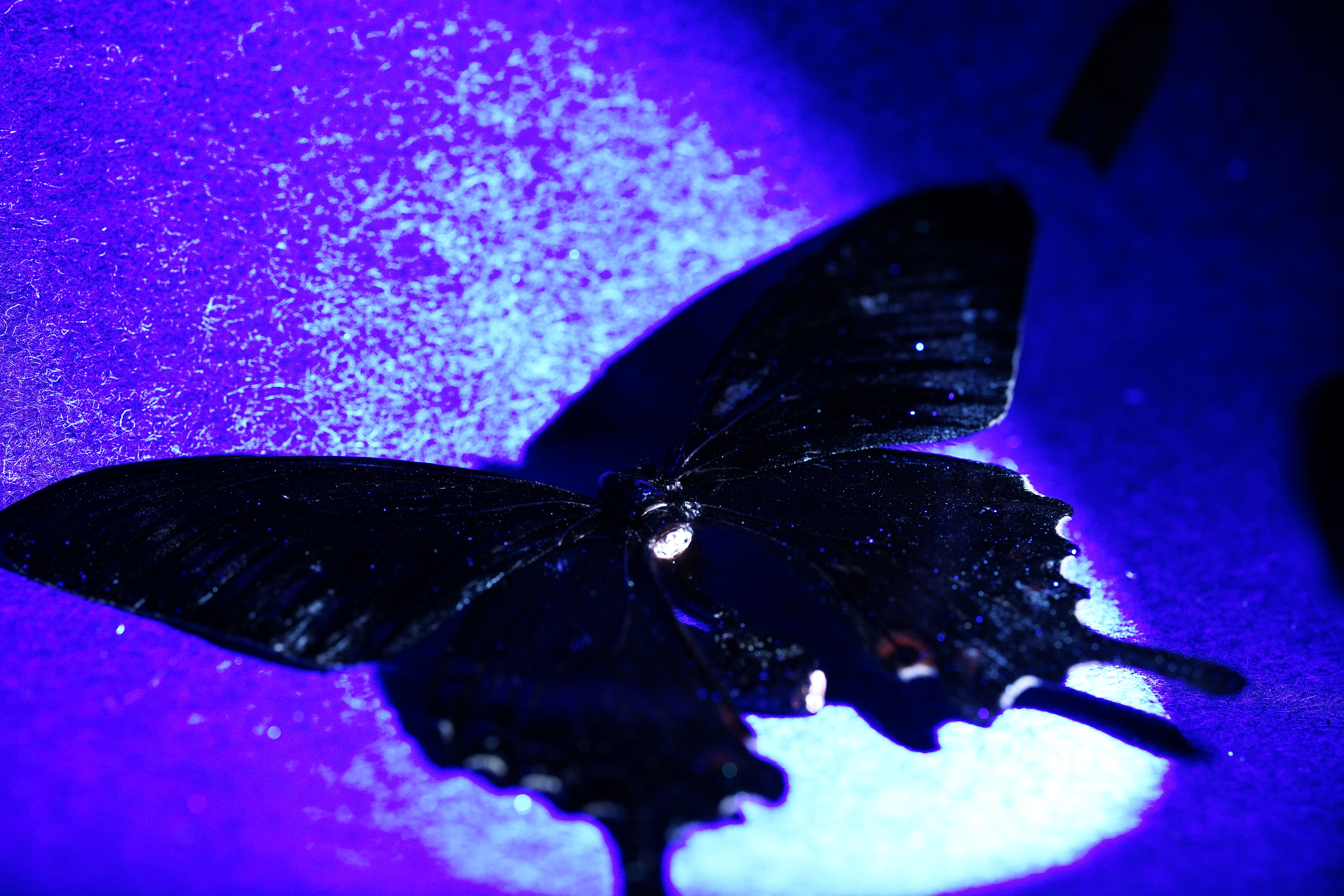 Black Alpine Swallowtail/ /UV Light 