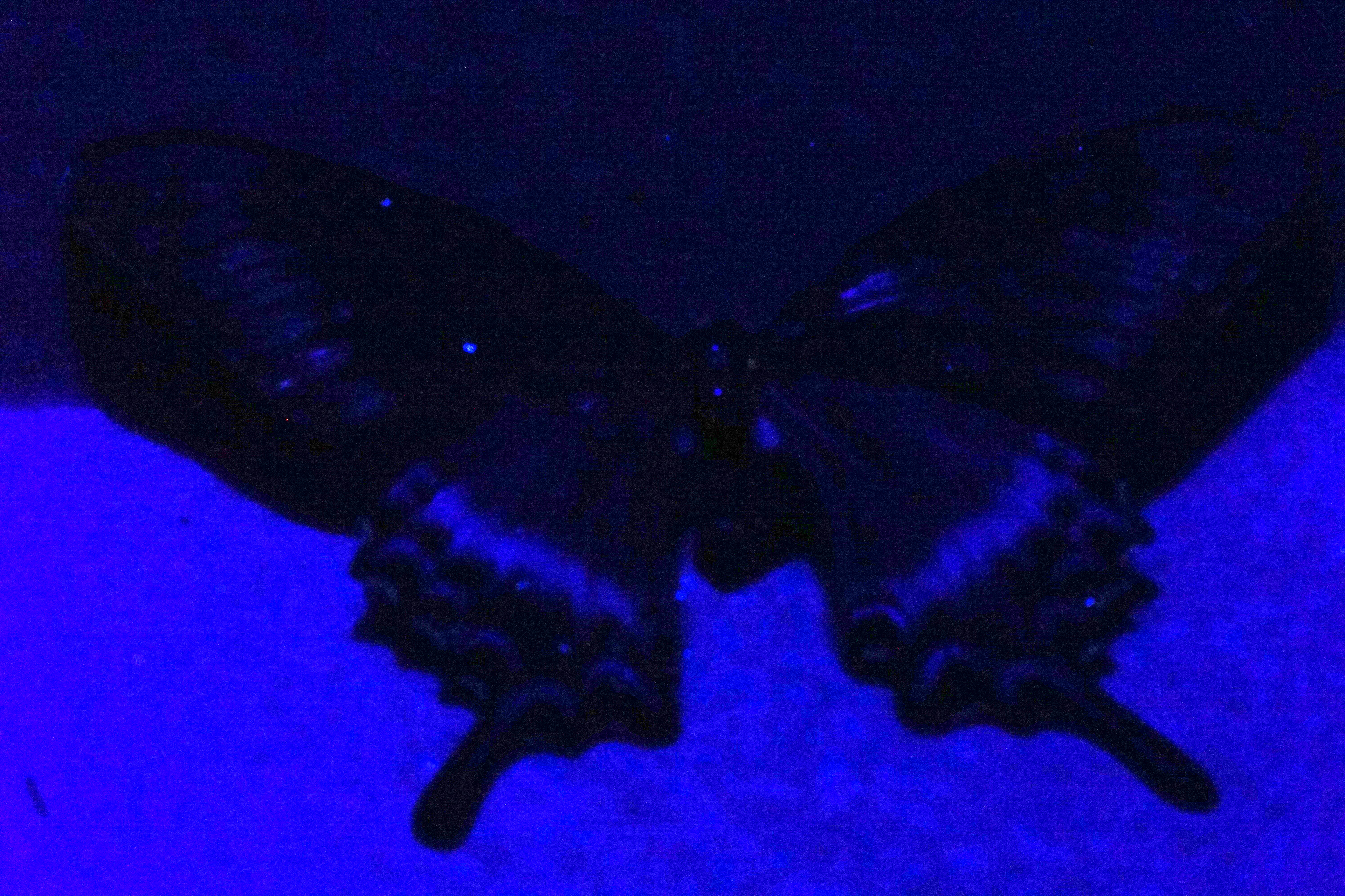 Ms Black Alpine Swallowtail  under UV 