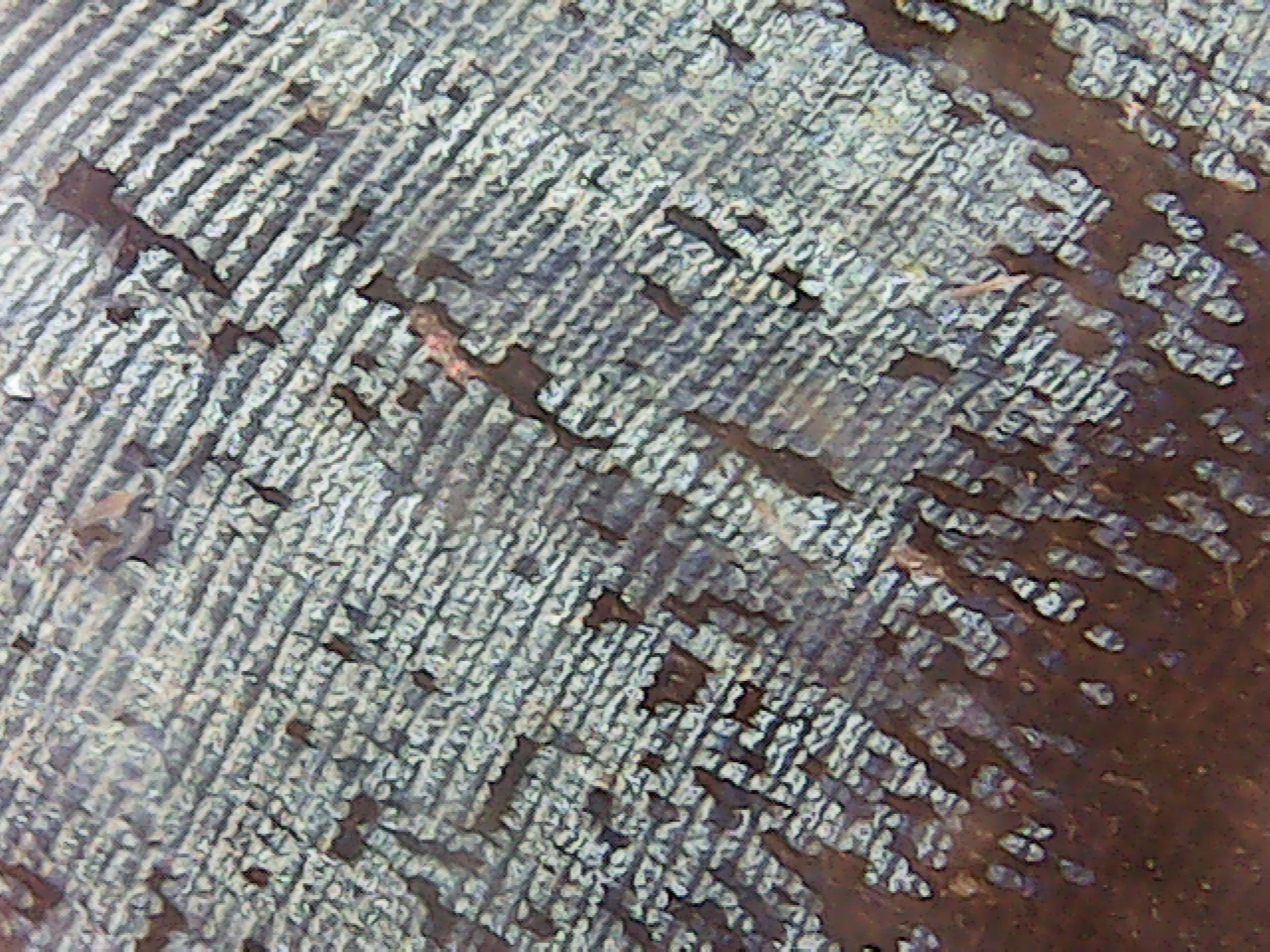 scales of butterfly wings Morpho Blue