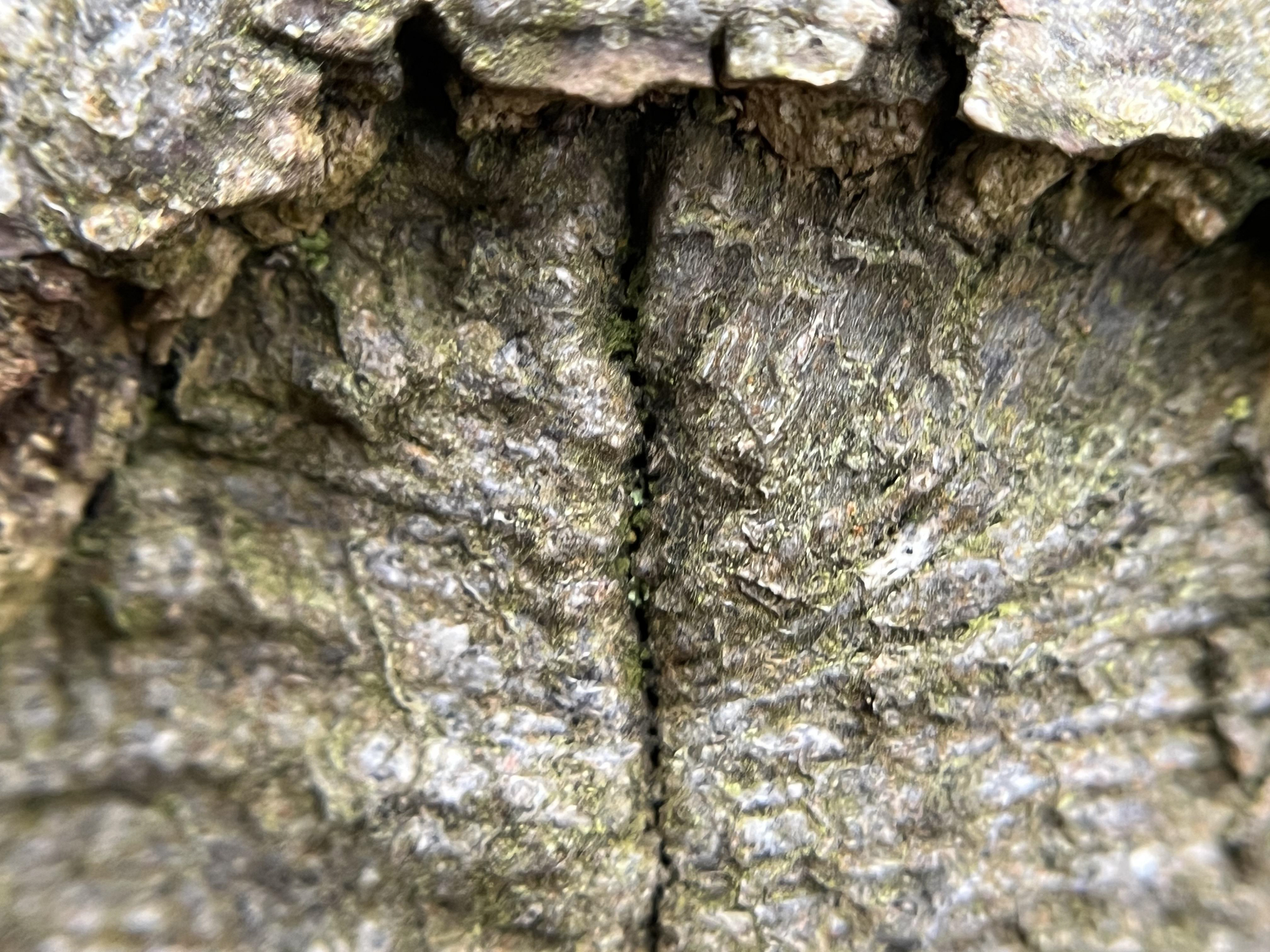 Beech trees