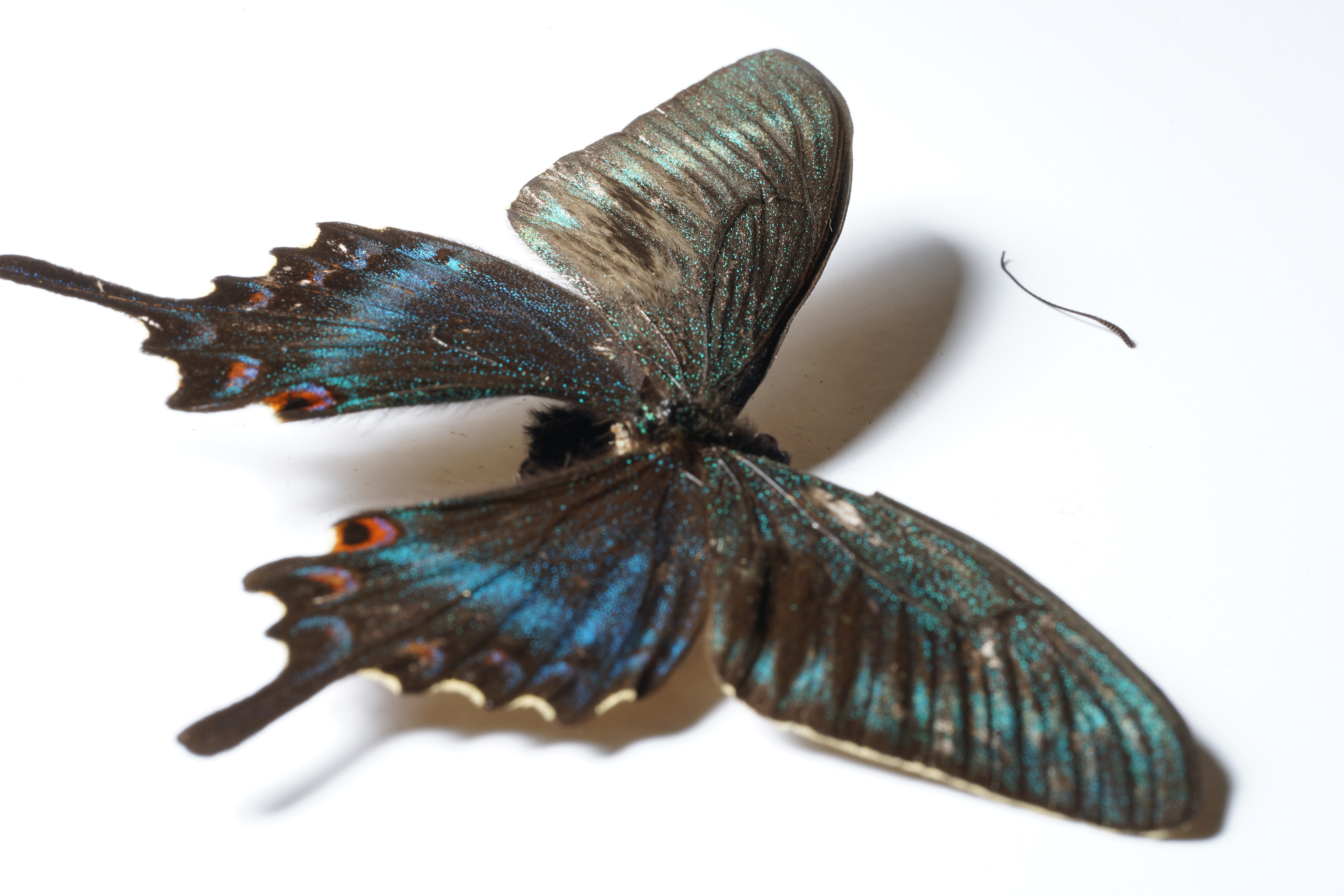 Black Alpine Swallowtail 
