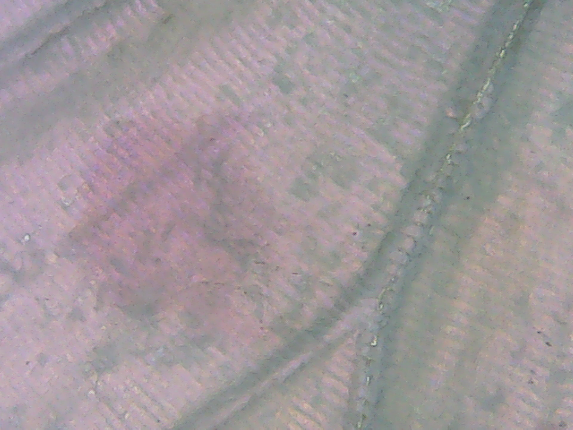 Mother of Perl Butterfly wing macro 