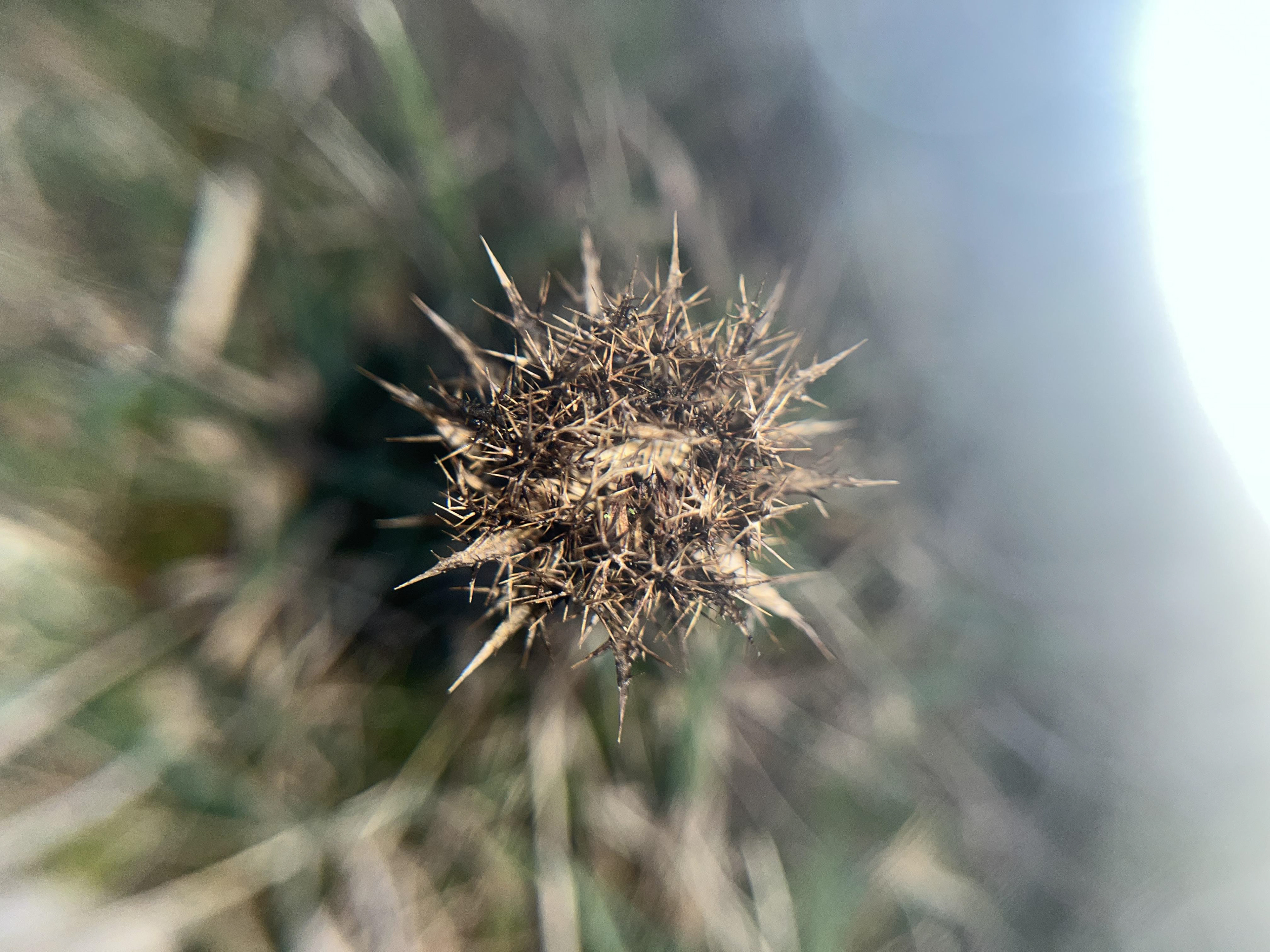 Fireweed thistle