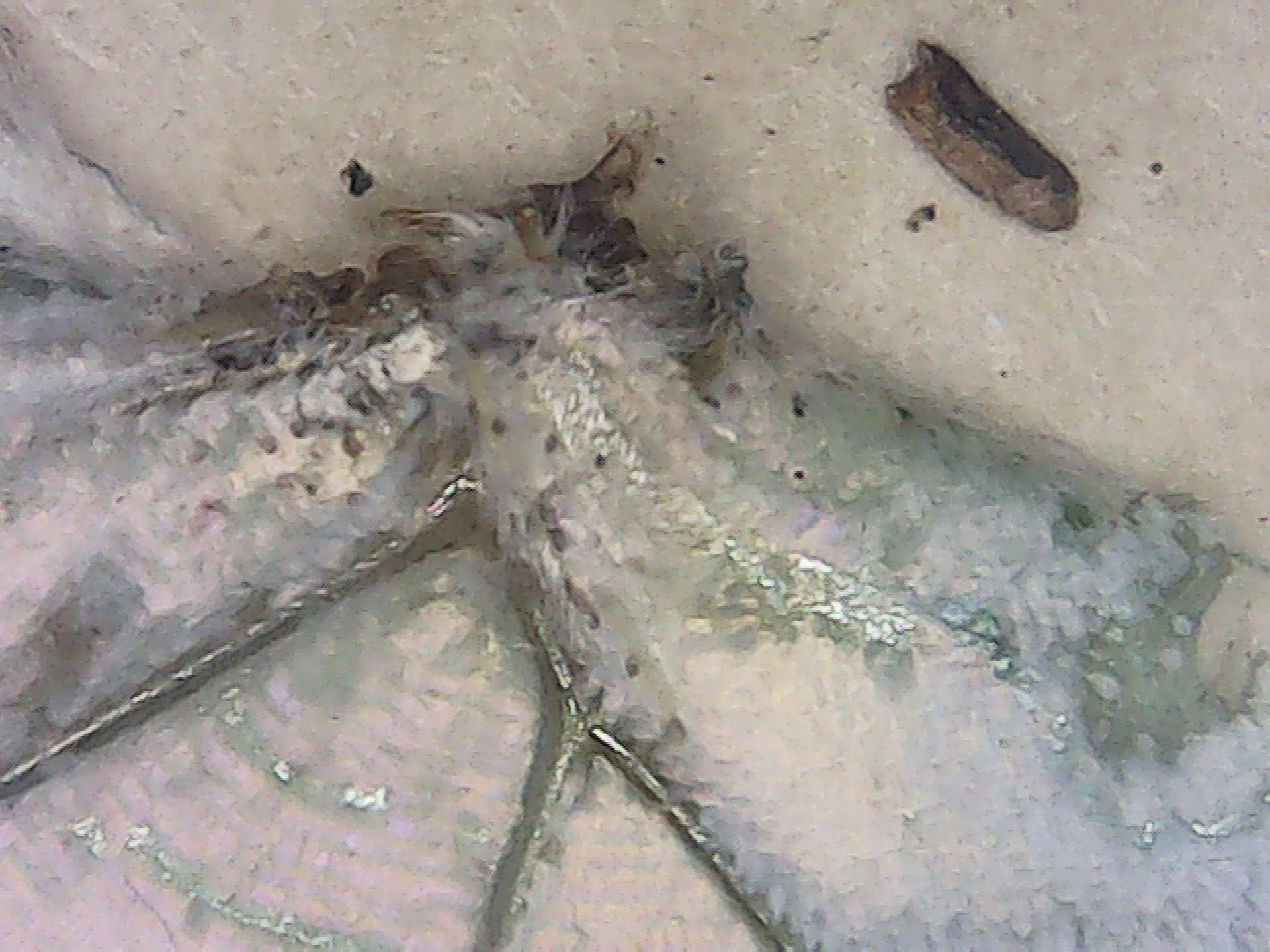 Mother of Perl Butterfly wing macro 