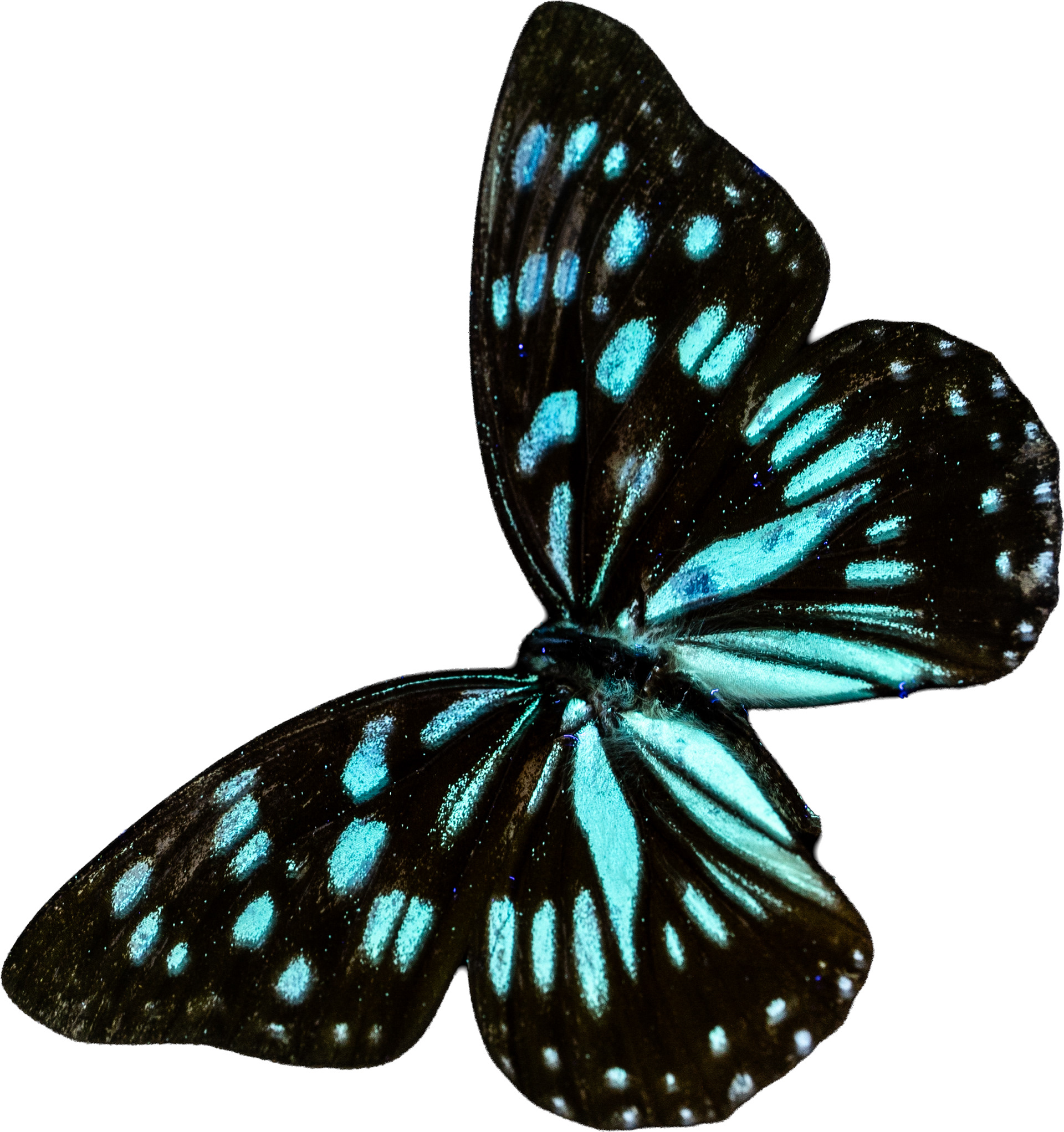 Blue Tiger Butterfly UV IVF light