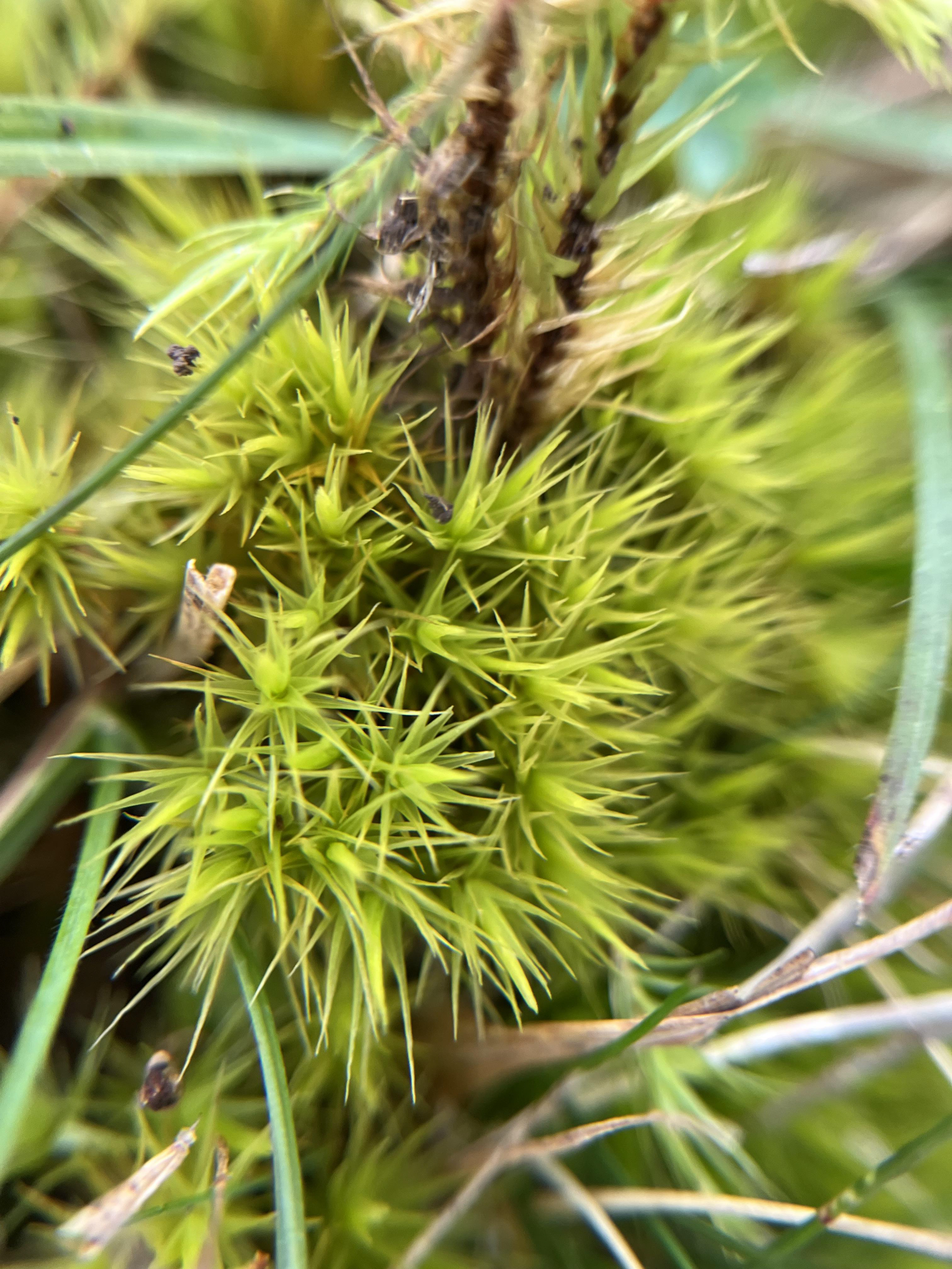 Broomfork moss