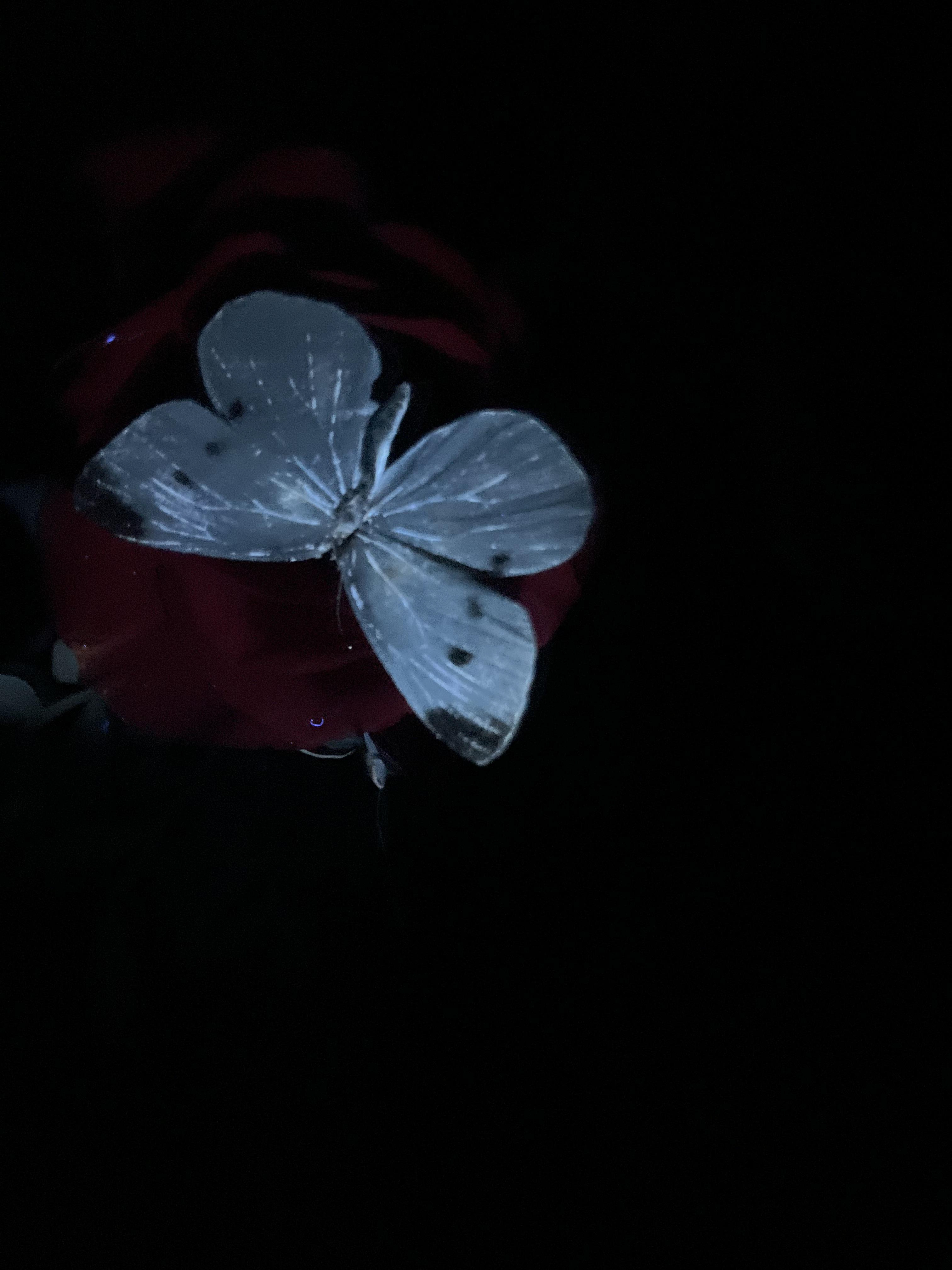 Small white UV