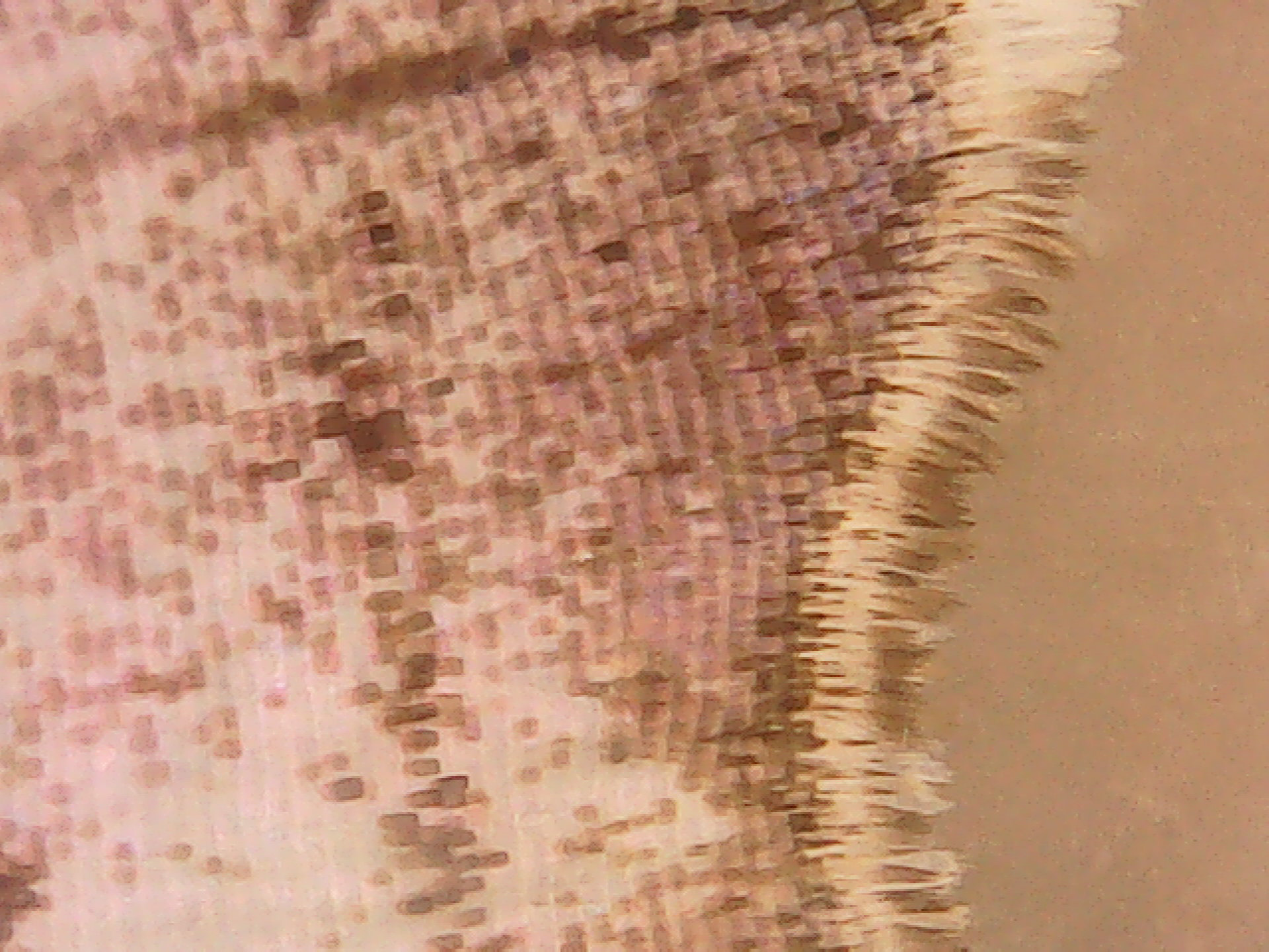 Mother of Perl Butterfly wing macro 