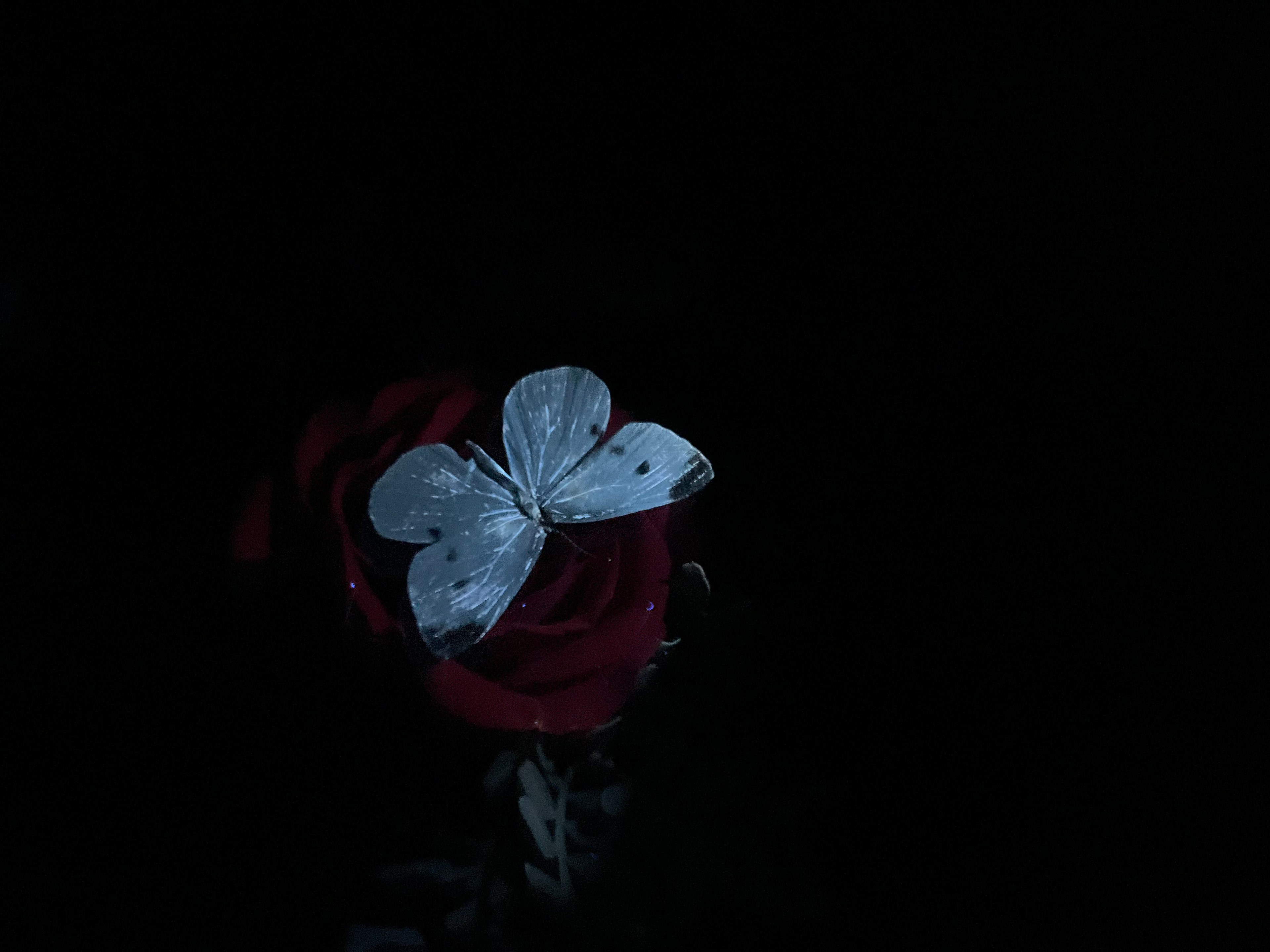Small white UV On pink rose