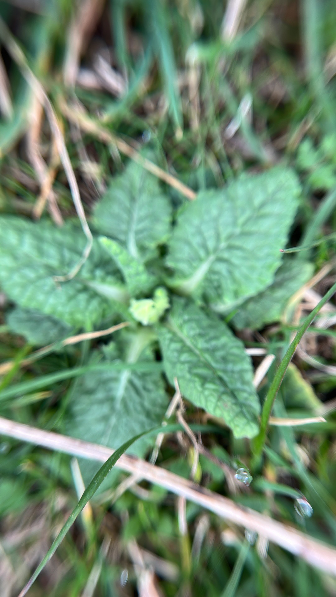 Cowslip