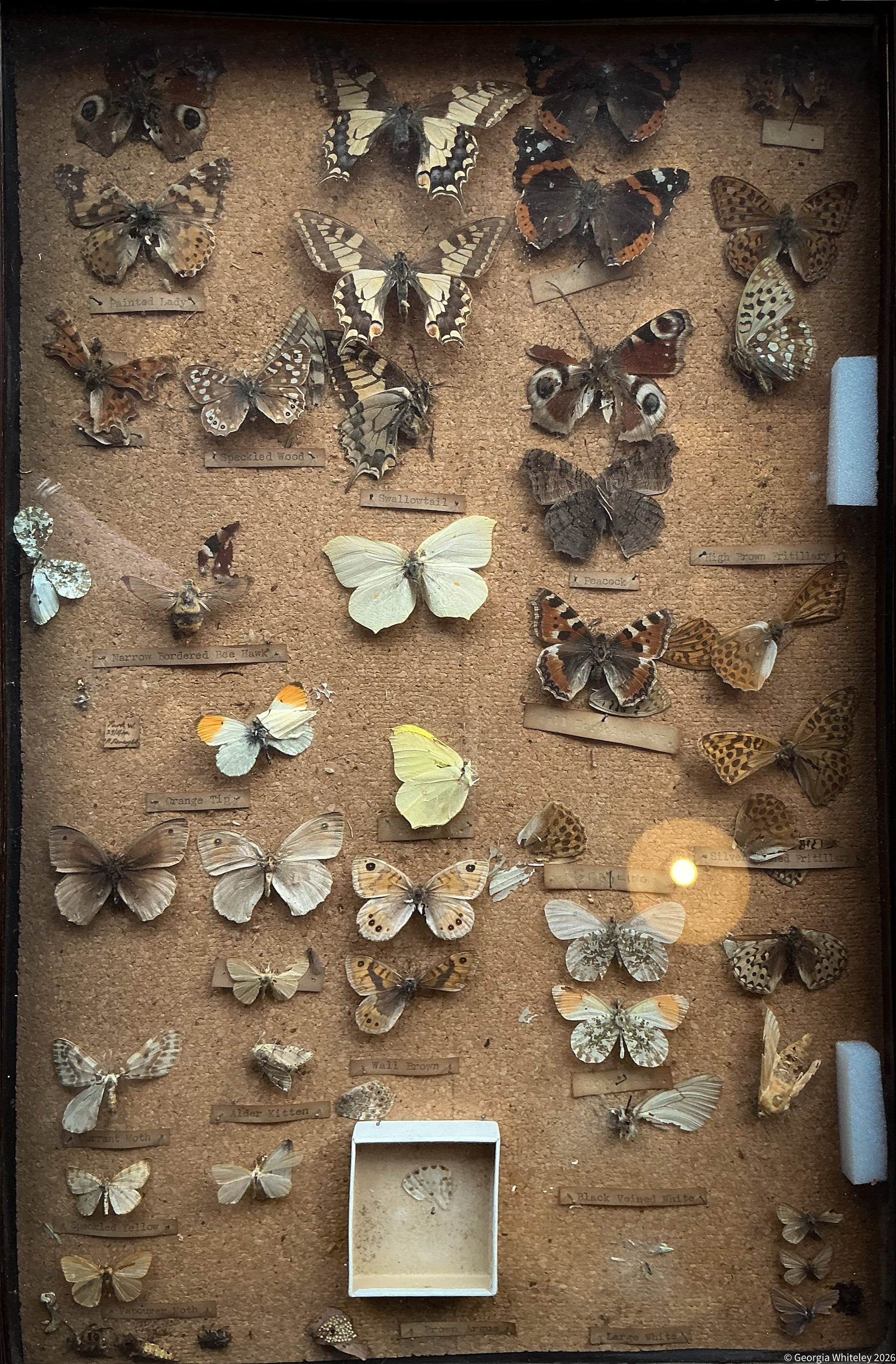 Butterflies 100 yrs old