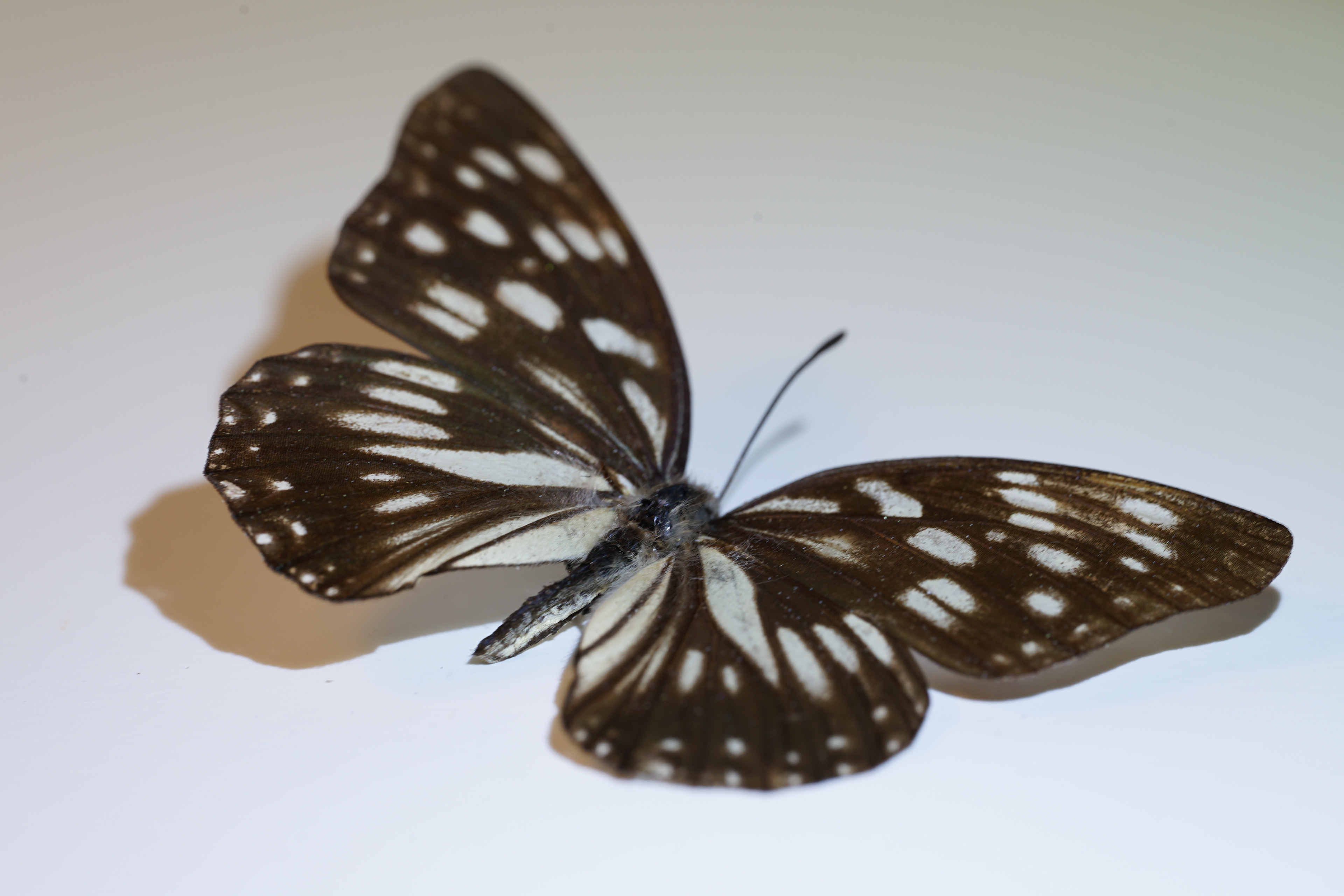Blue Tiger Butterfly normal light