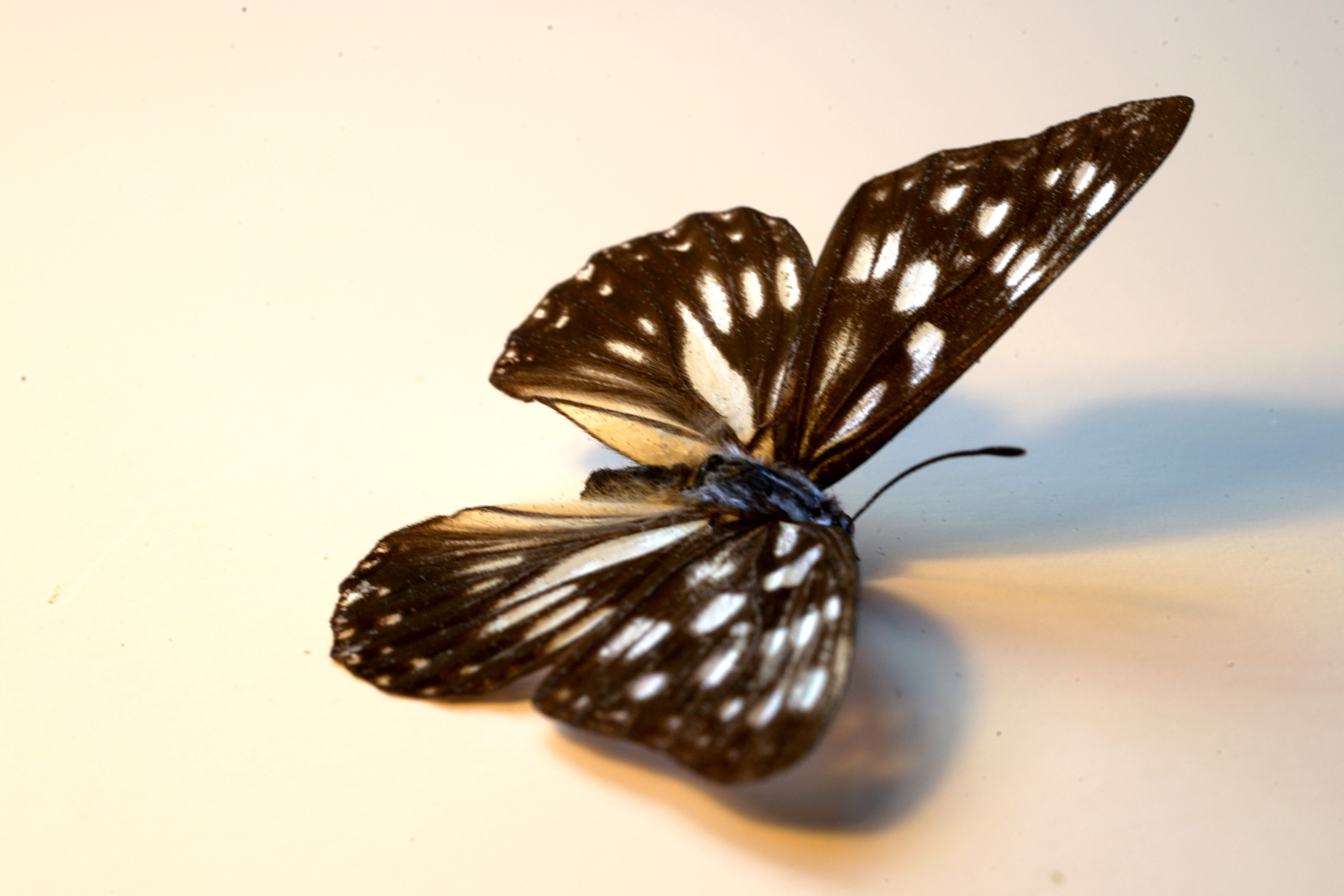 Blue Tiger Butterfly 