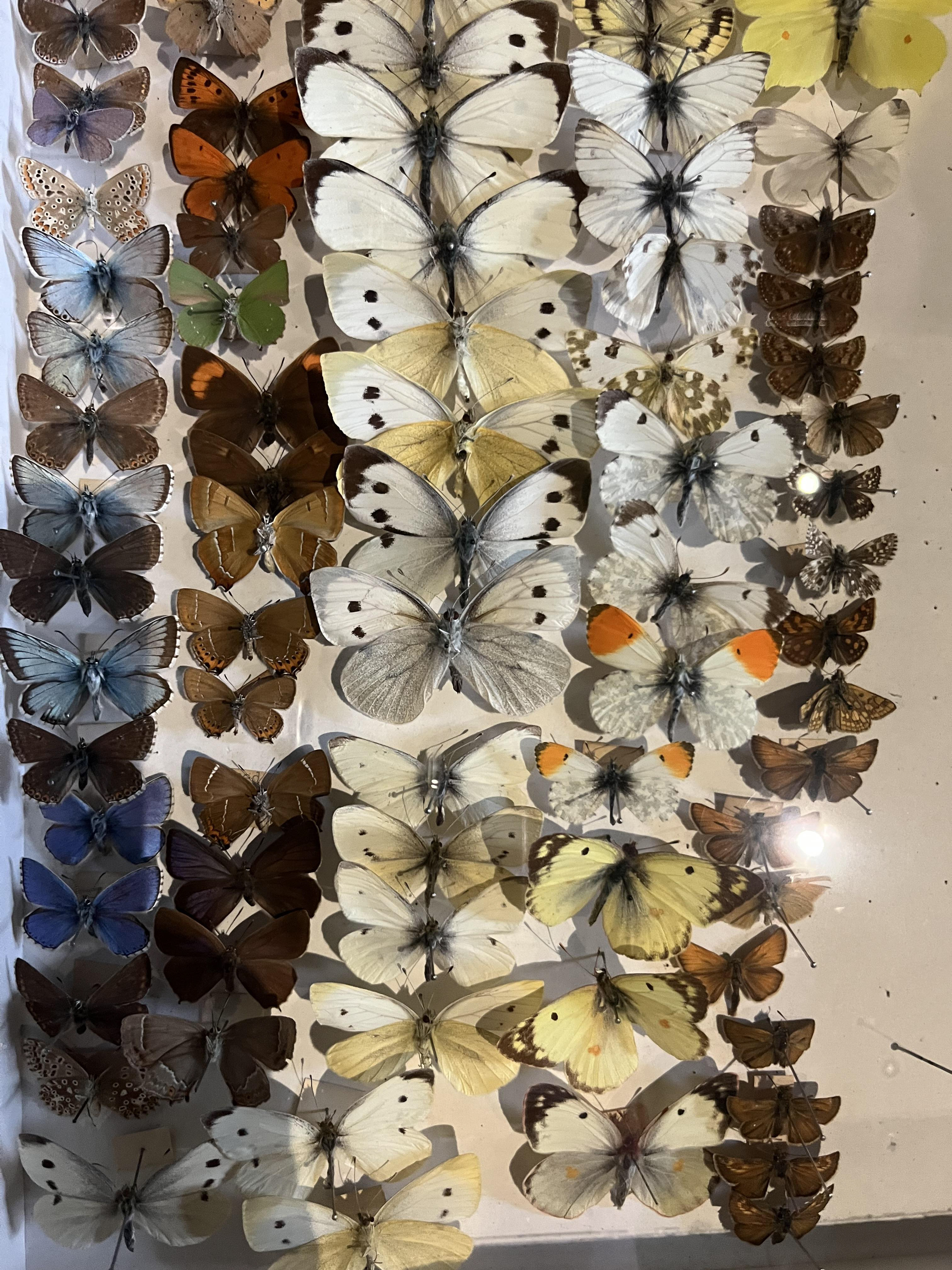 Stroud Museum Butterfly Collection 1960 -1990