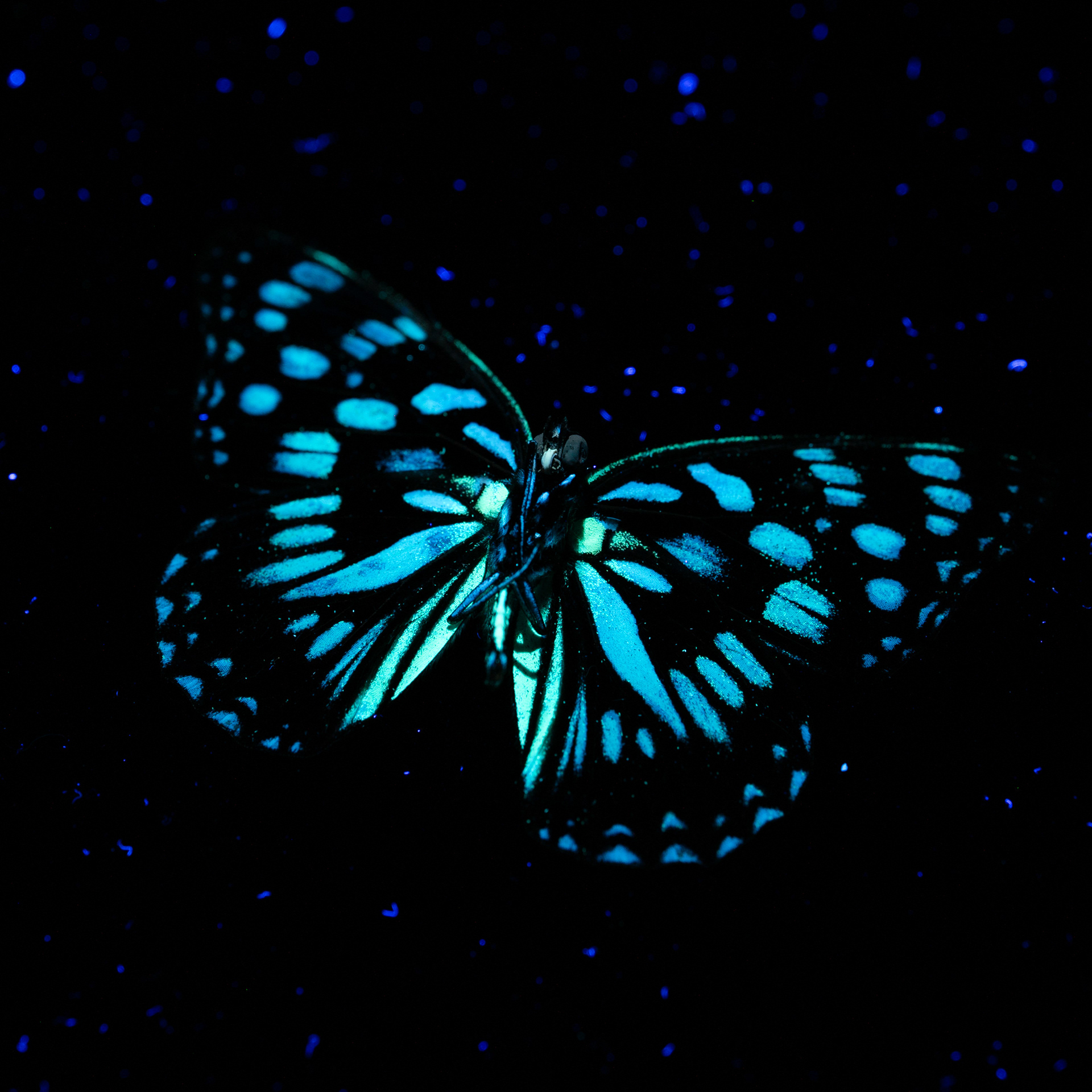 Blue Tiger Butterfly UV IVF  Underneath