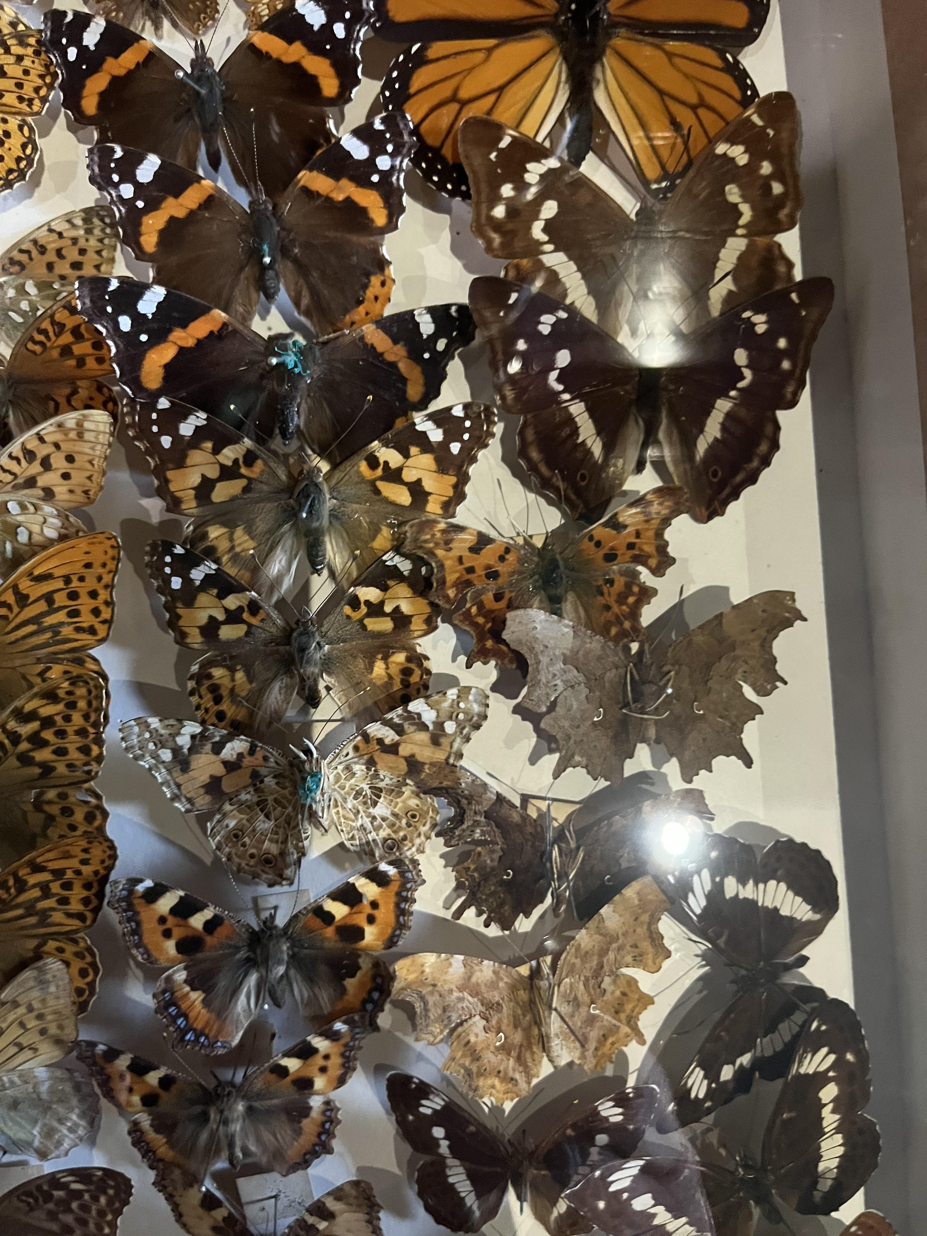 Stroud Museum Butterfly Collection 1960 -1990