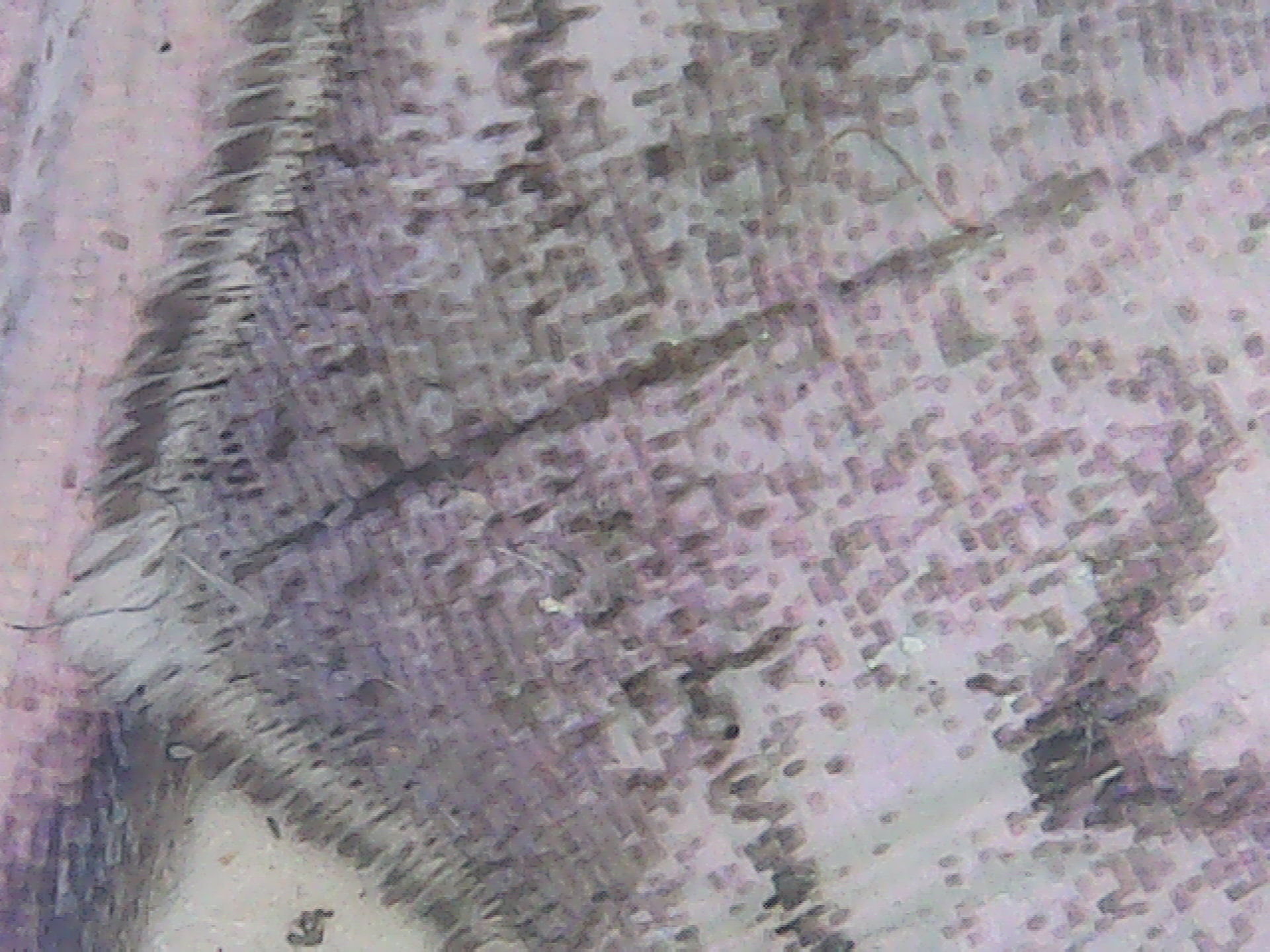 Mother of Perl Butterfly wing macro 