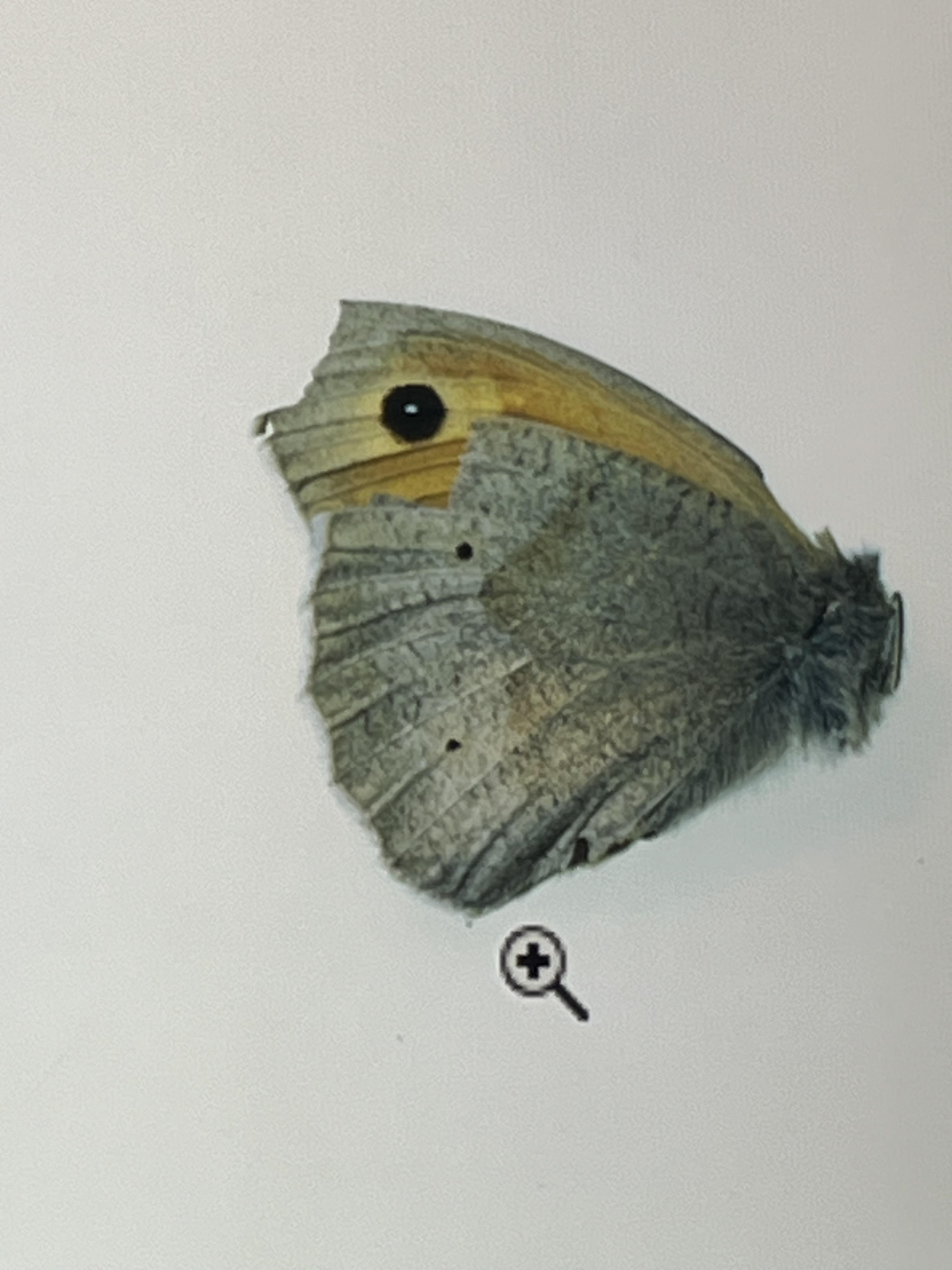 meadow brown