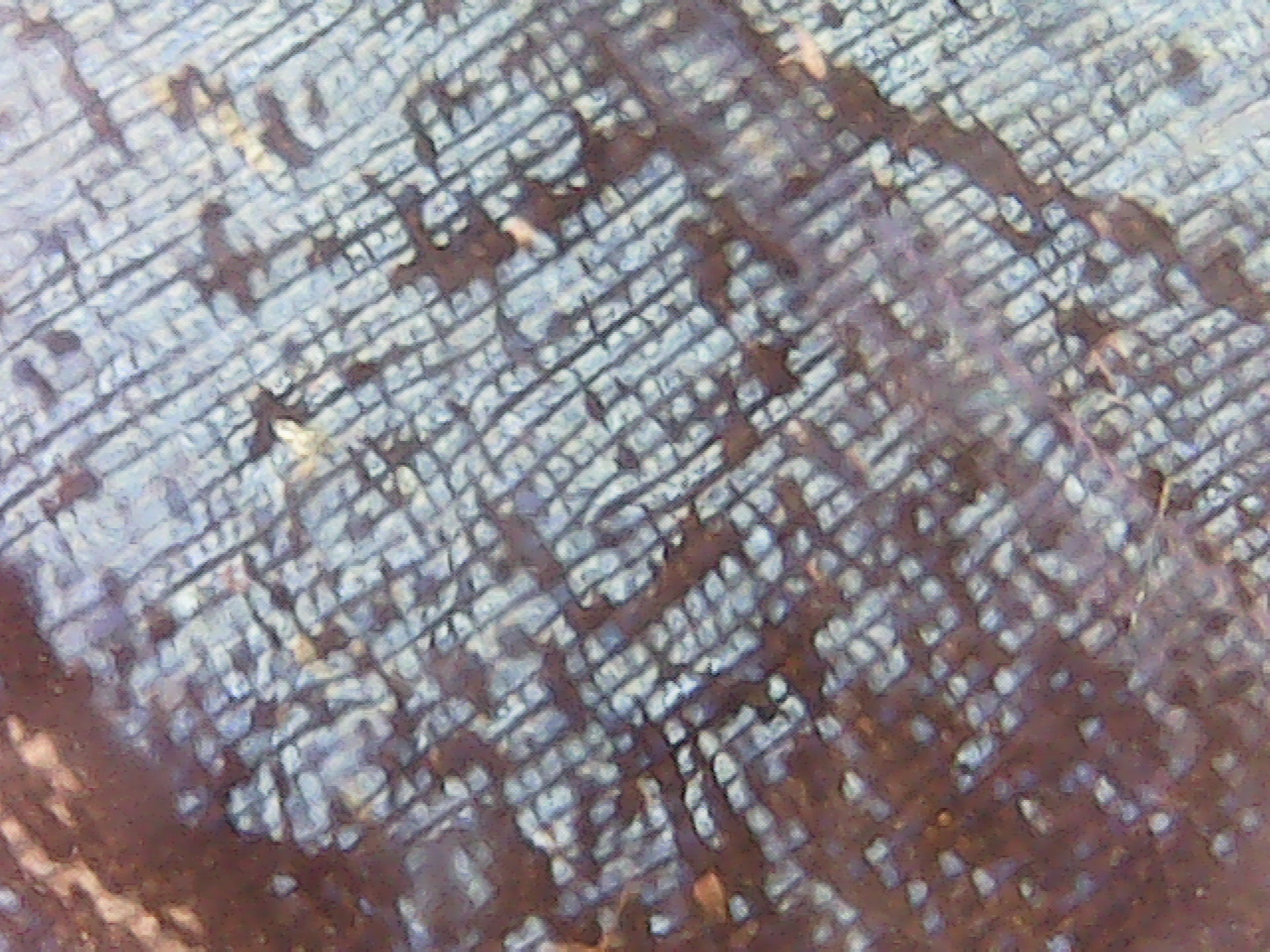 scales of butterfly wings Morpho Blue